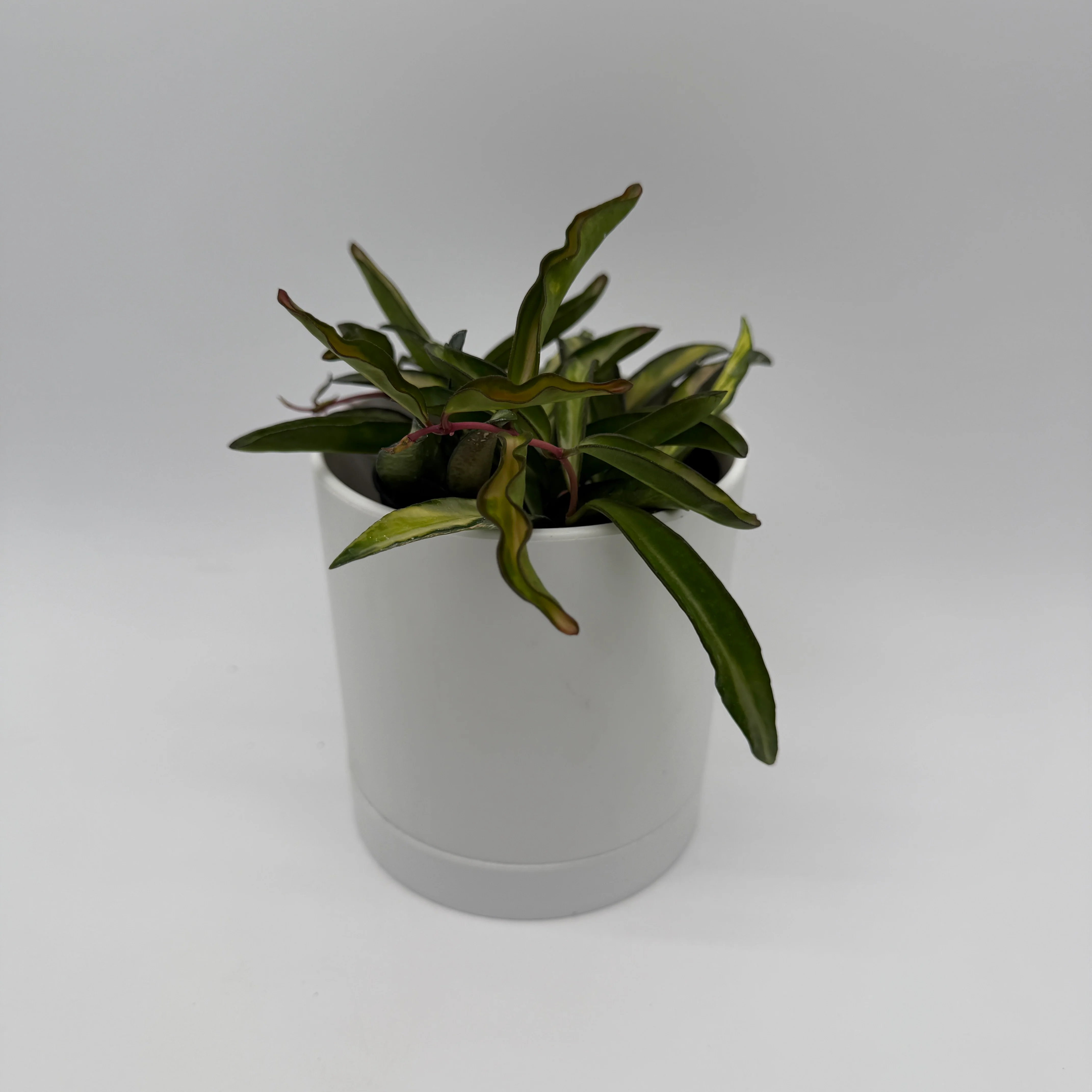 Tricolor Hoya Wayetii - Image 5
