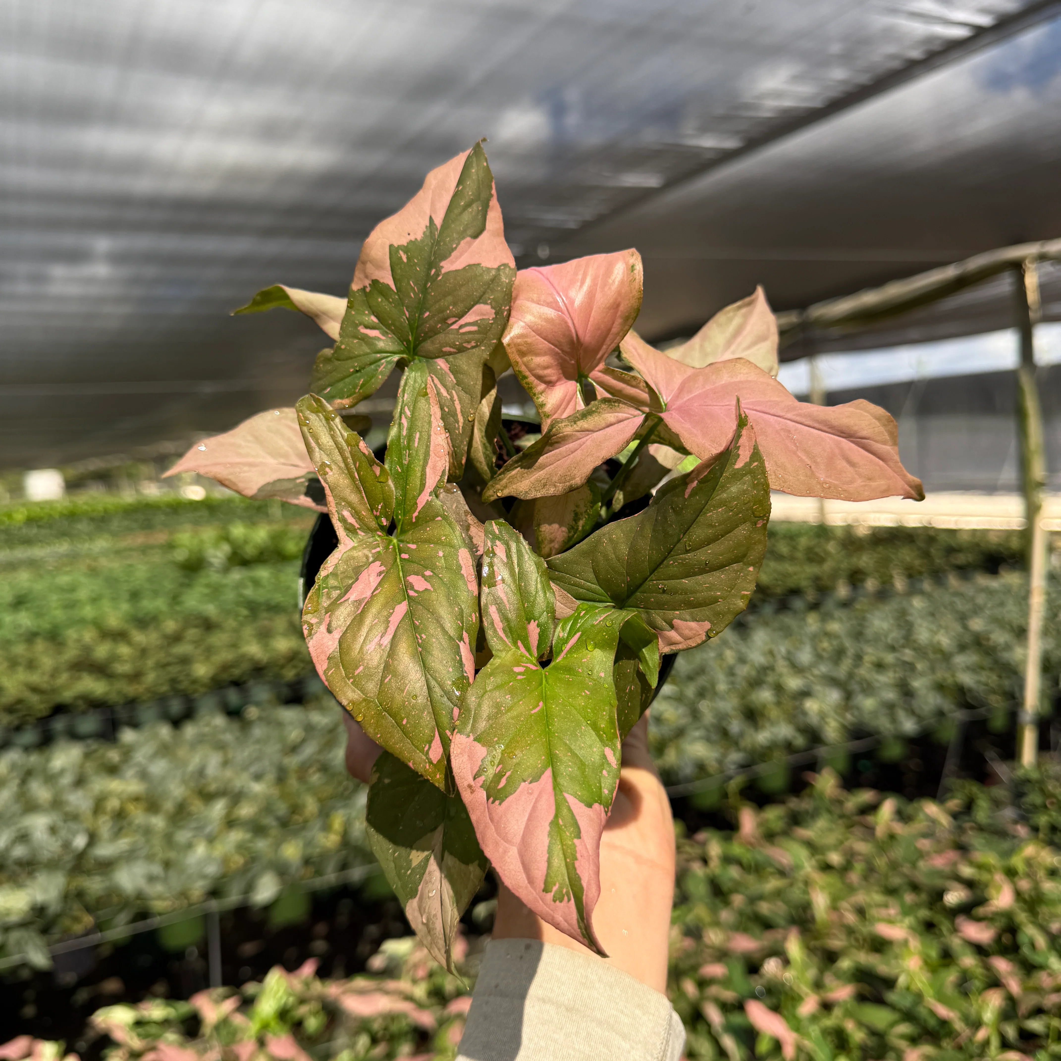 Tricolor Syngonium 'Pink Splash' - Image 3