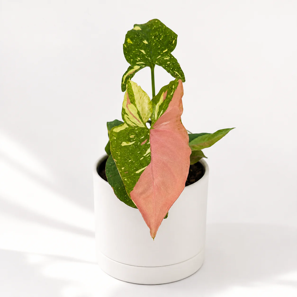 Tricolor Syngonium Red Spot - Image 2