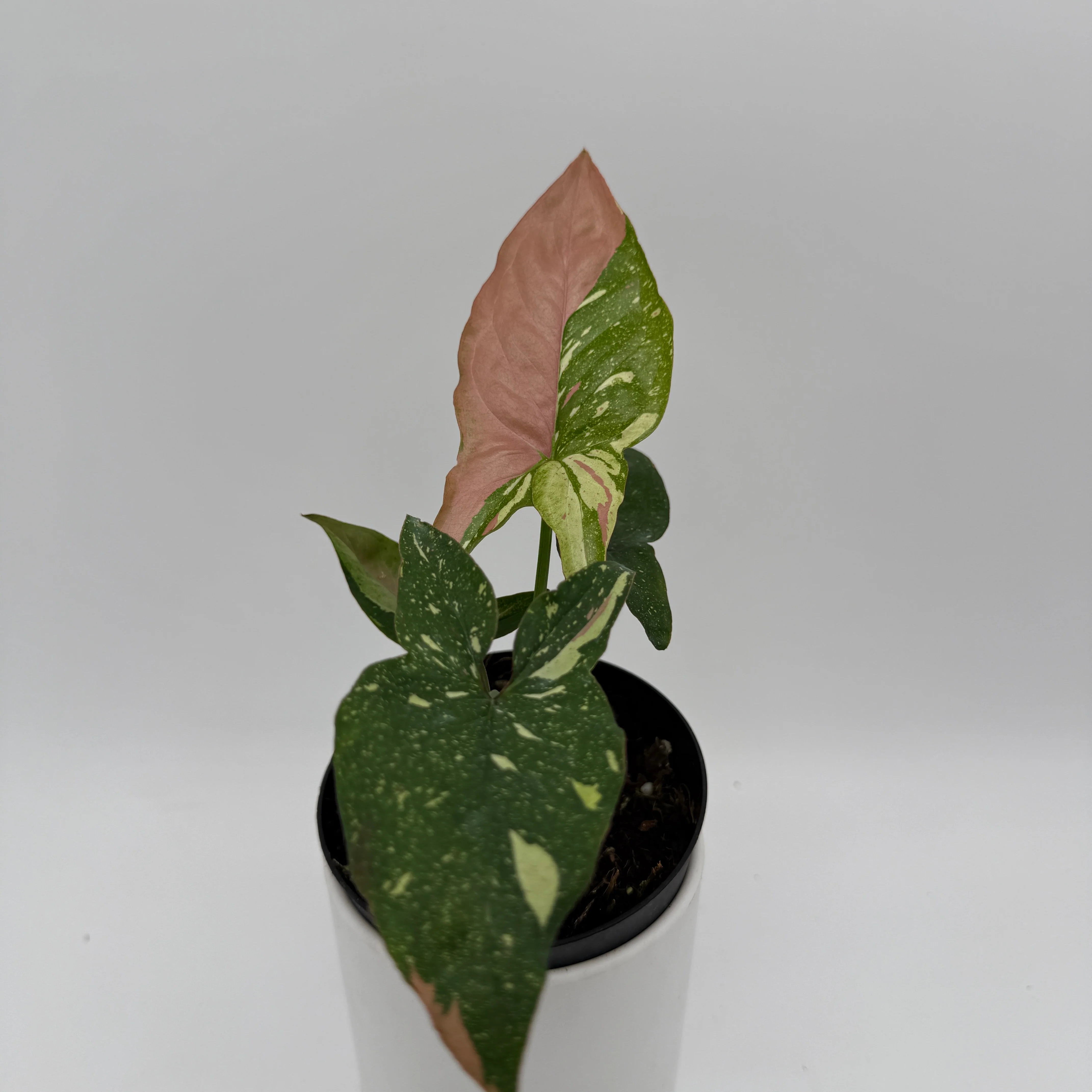 Tricolor Syngonium Red Spot - Image 3