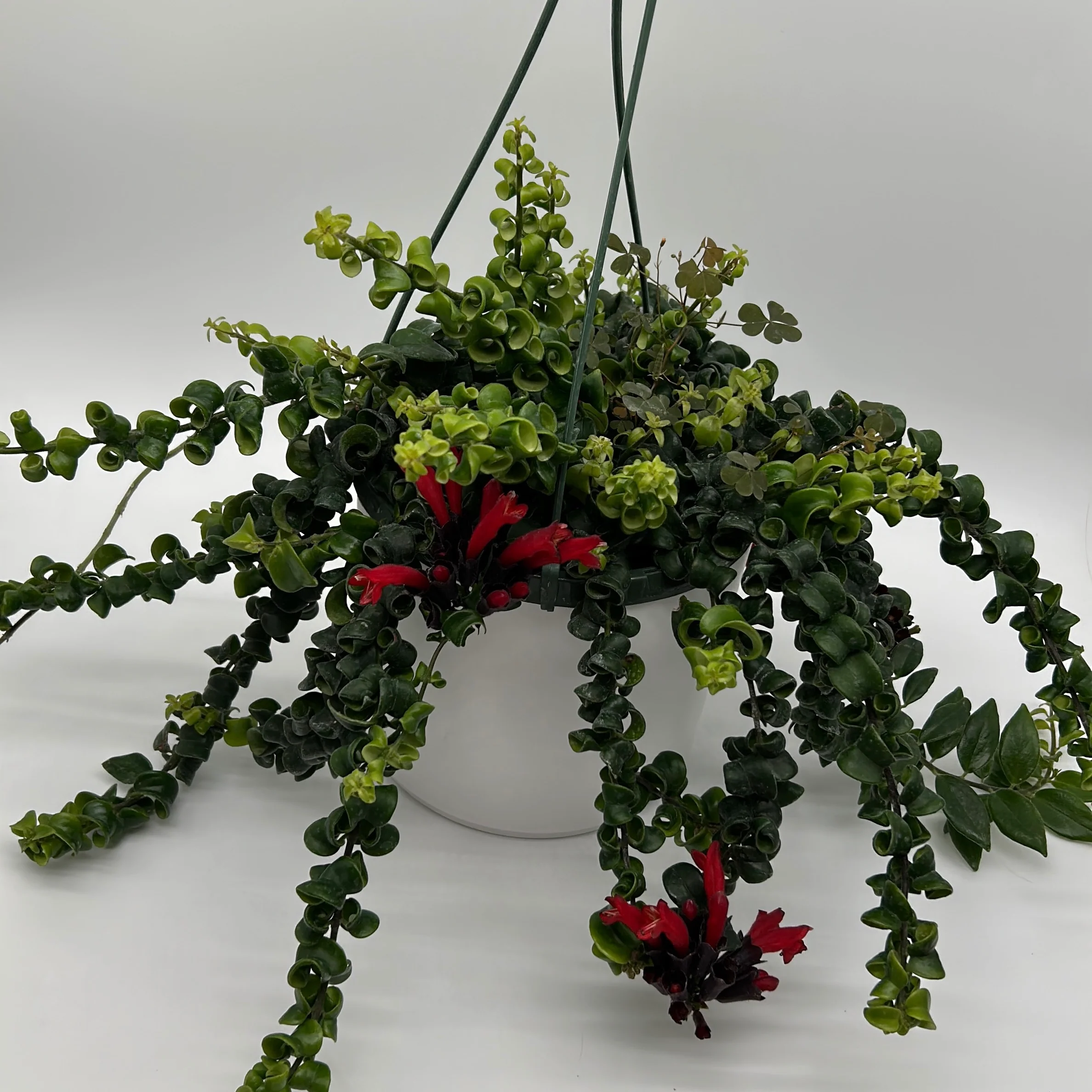 Twisted Lipstick (Aeschynanthus Rasta) - Image 3