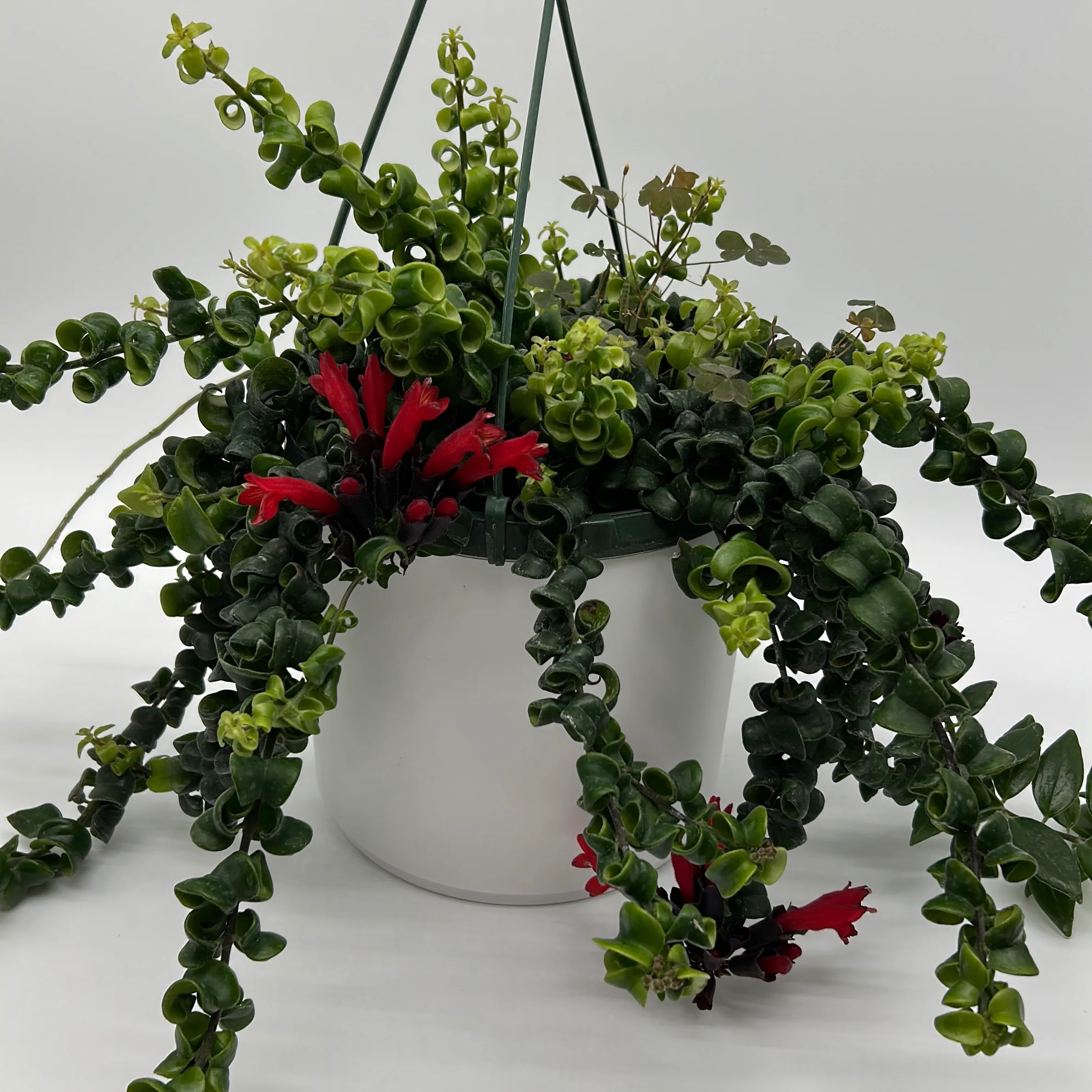 Twisted Lipstick (Aeschynanthus Rasta) - Image 4