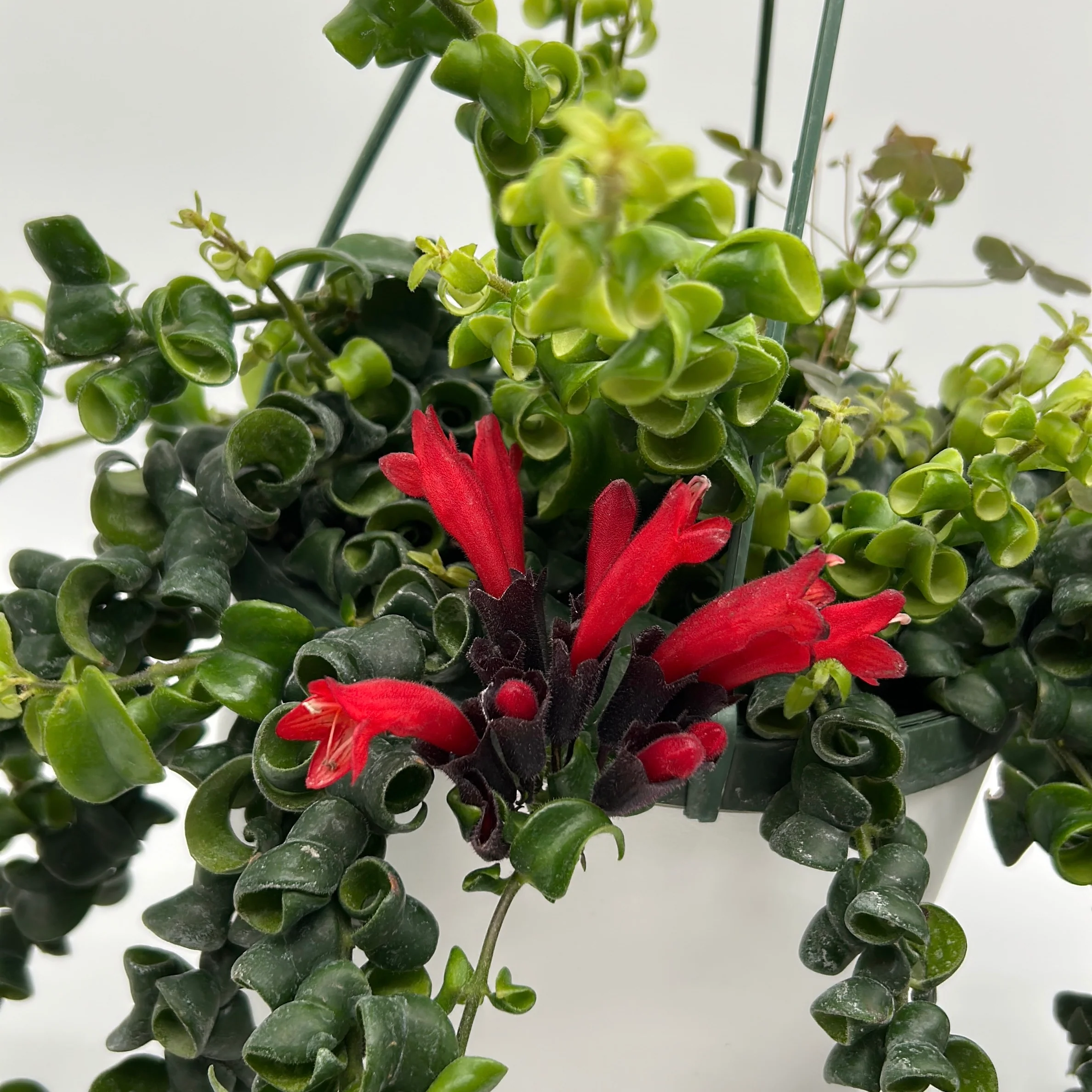 Twisted Lipstick (Aeschynanthus Rasta) - Image 5