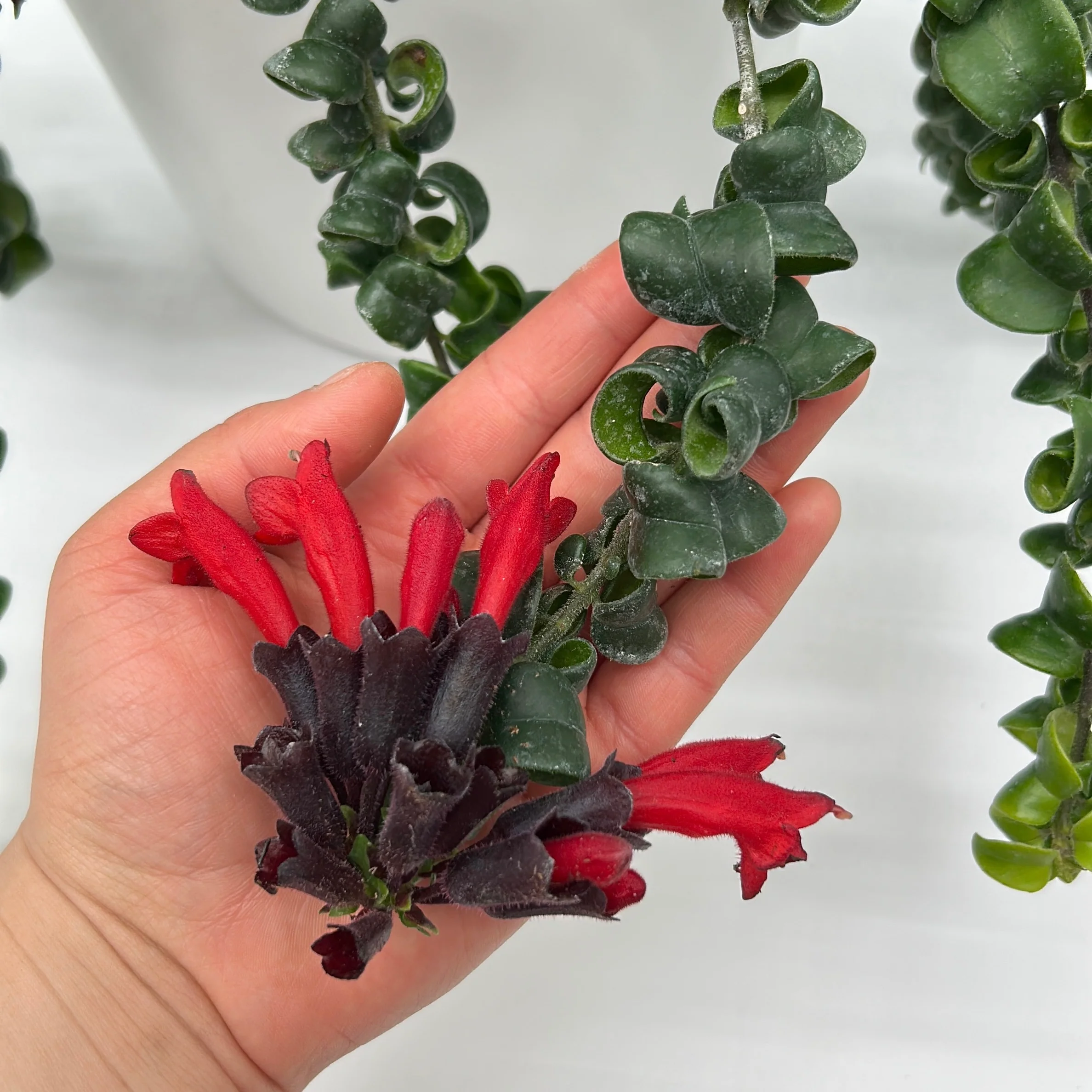 Twisted Lipstick (Aeschynanthus Rasta) - Image 6