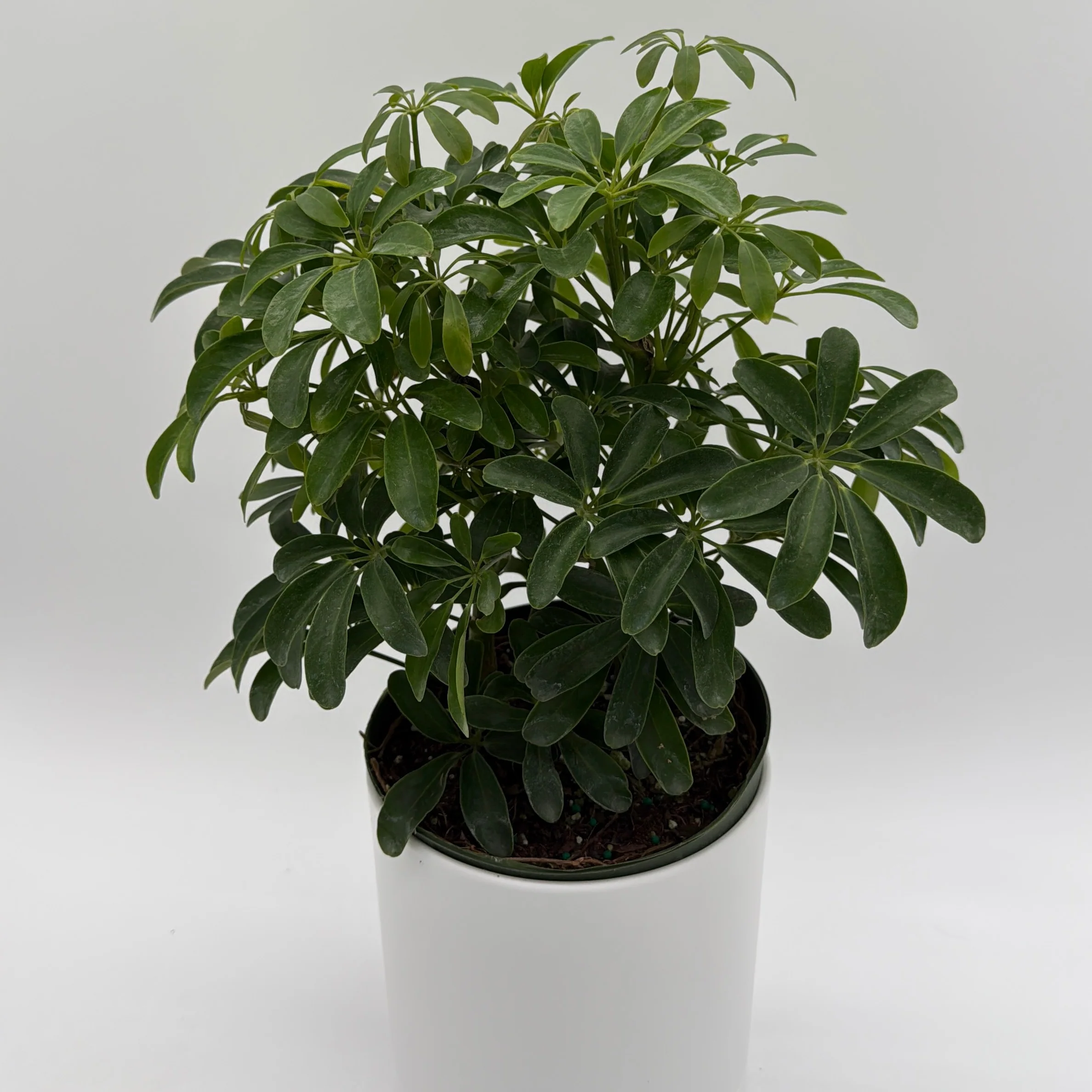 Umbrella Tree - Image 3
