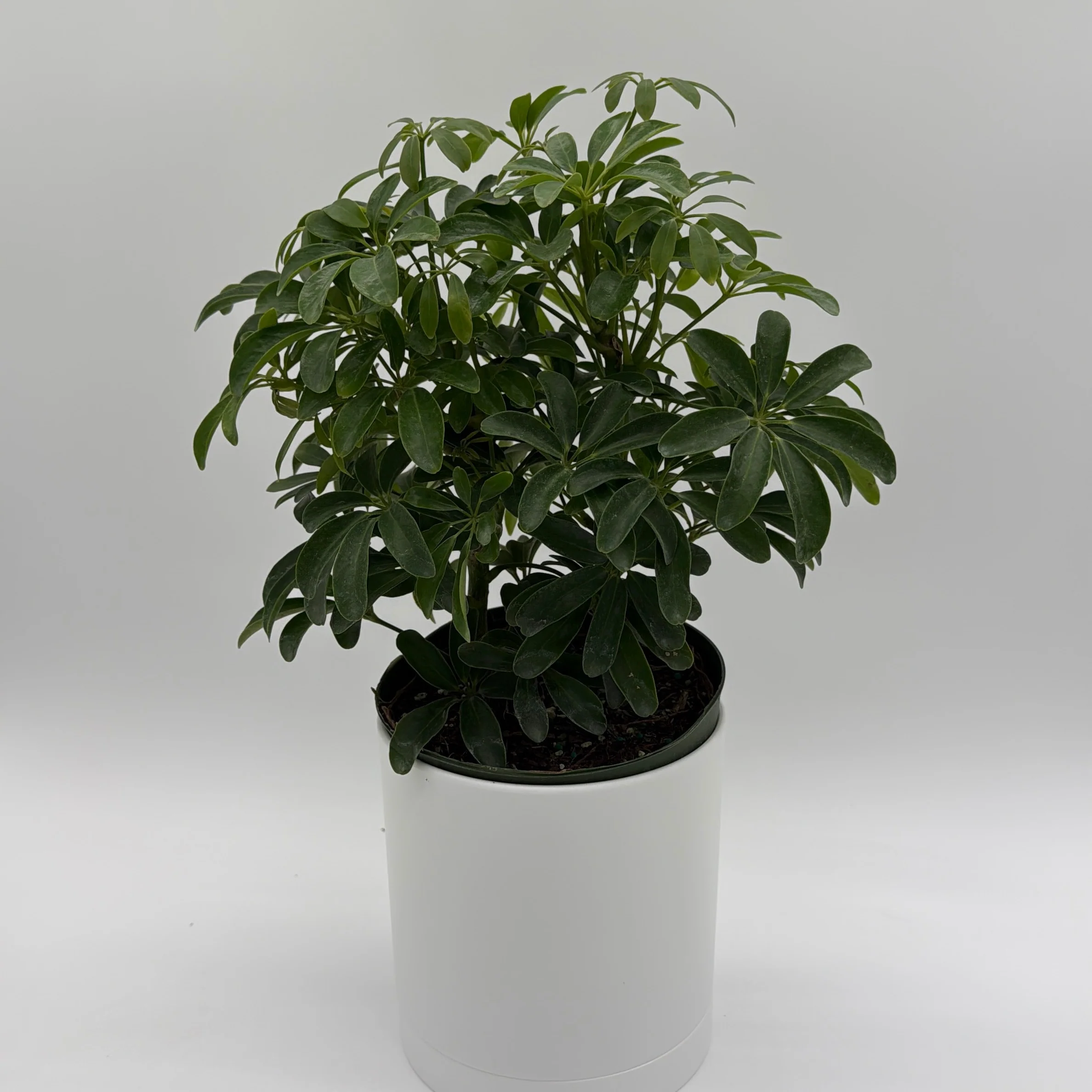 Umbrella Tree - Image 4