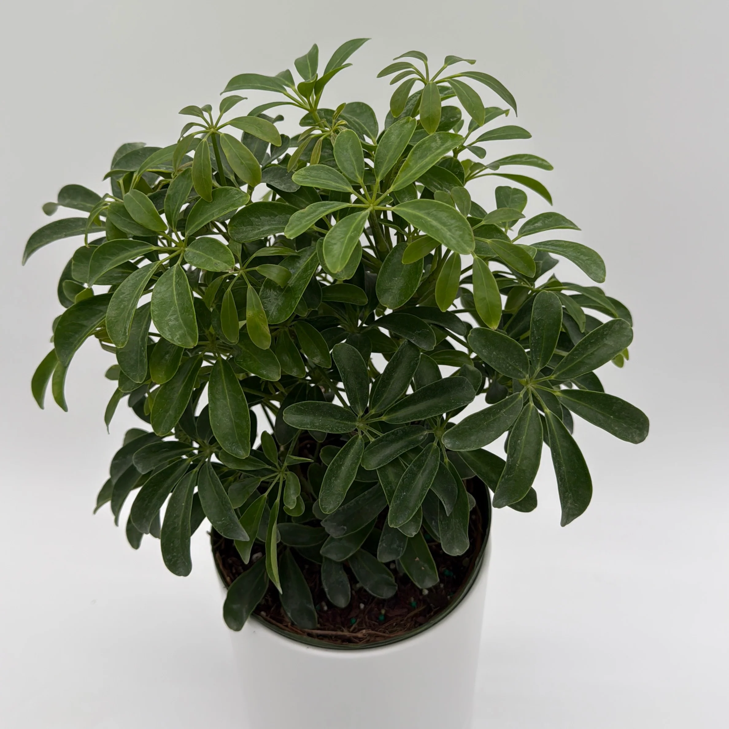 Umbrella Tree - Image 5