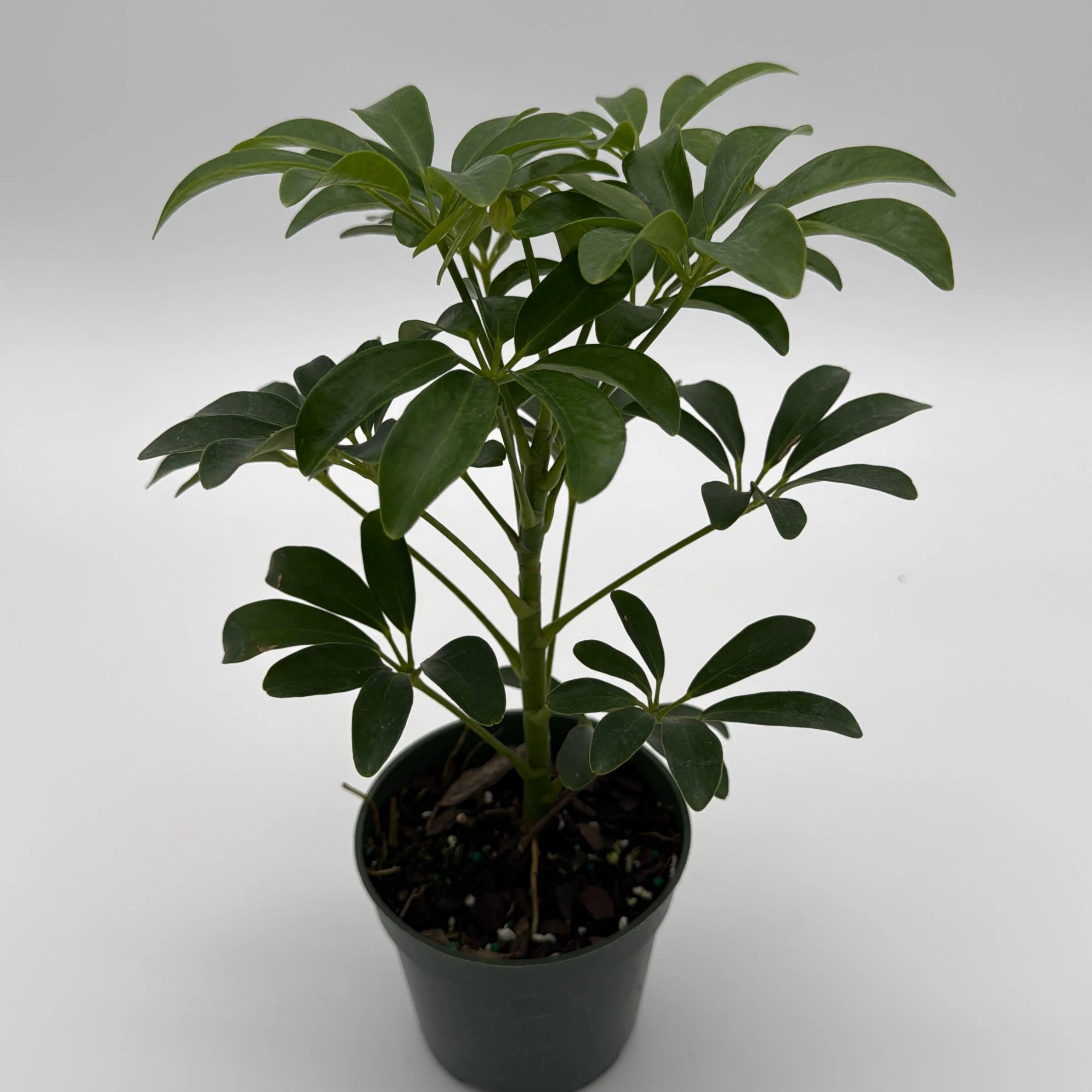 Umbrella Tree - Image 6