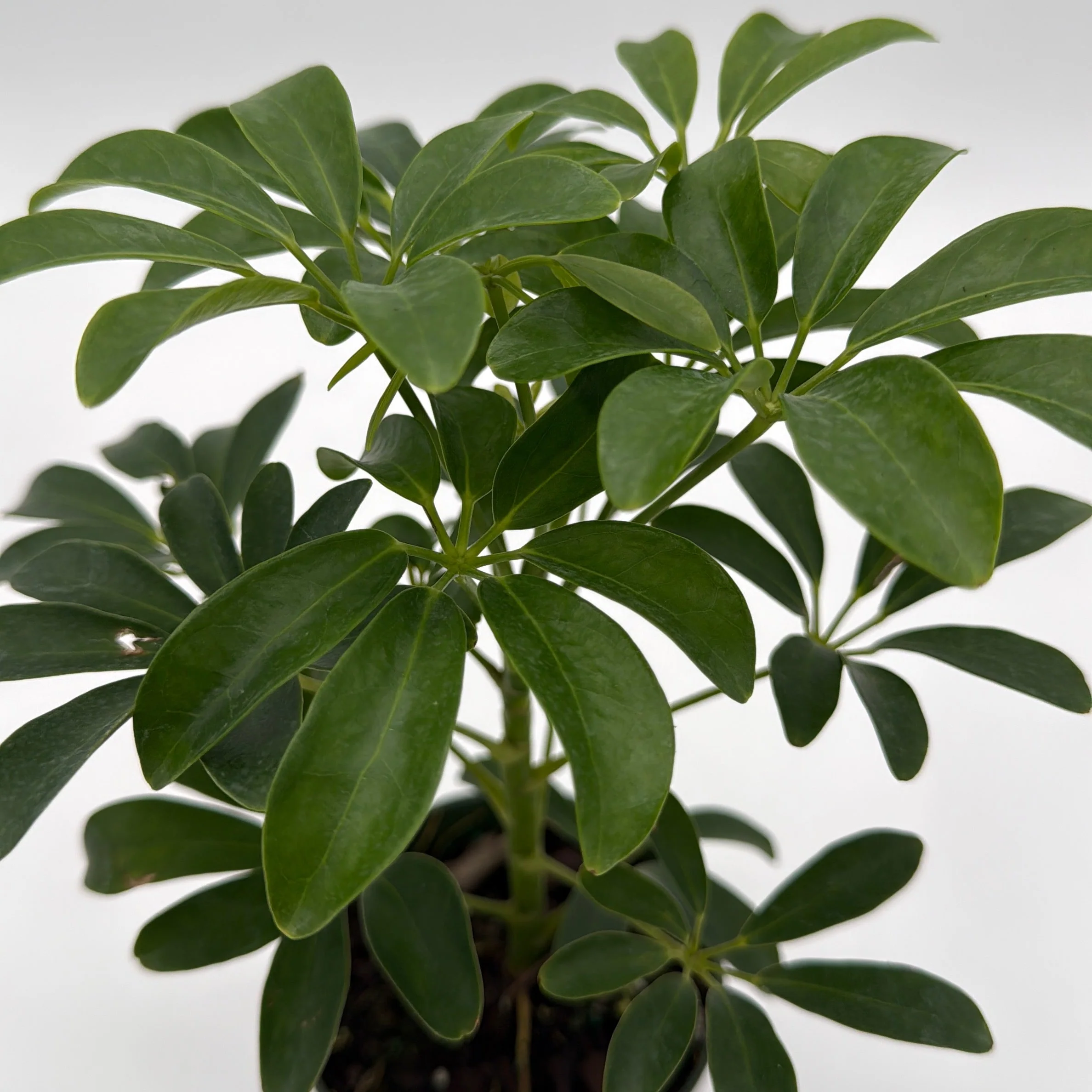 Umbrella Tree - Image 7