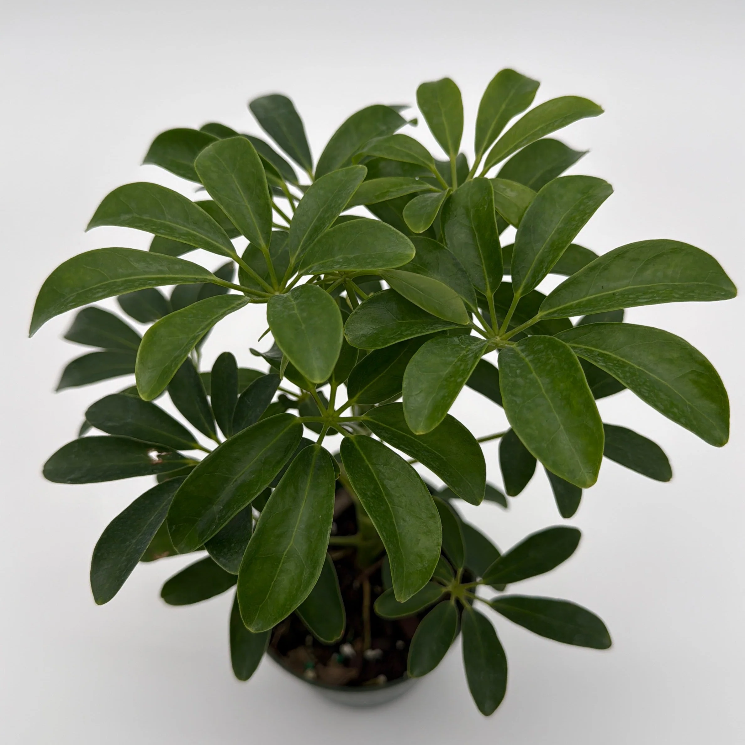 Umbrella Tree - Image 8