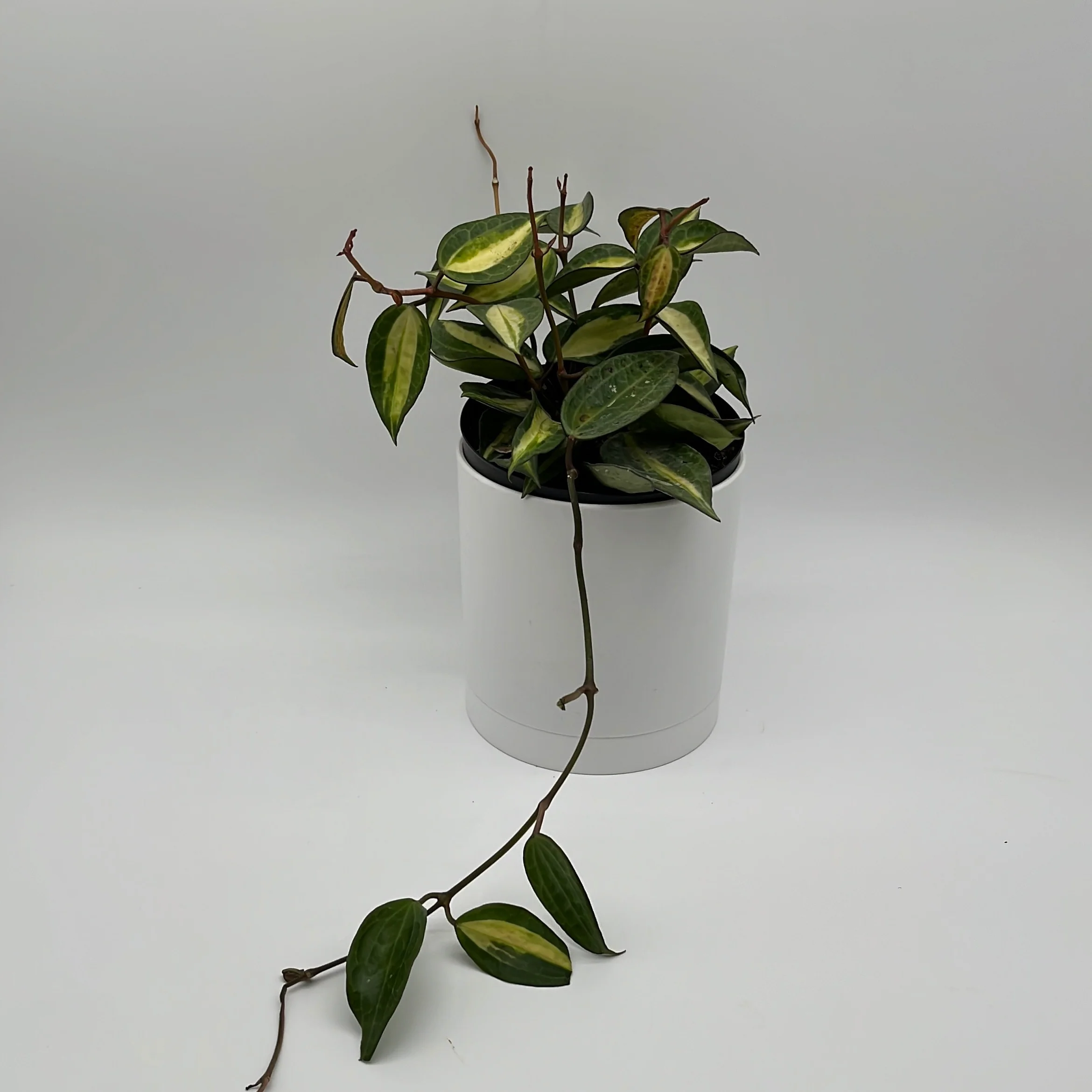Hoya Latifolia 'Pot of Gold' - Image 4