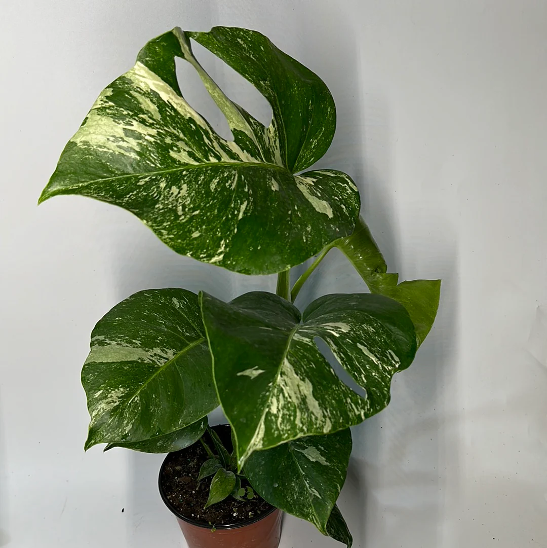Variegated Monstera Albo Borsigiana - Image 2