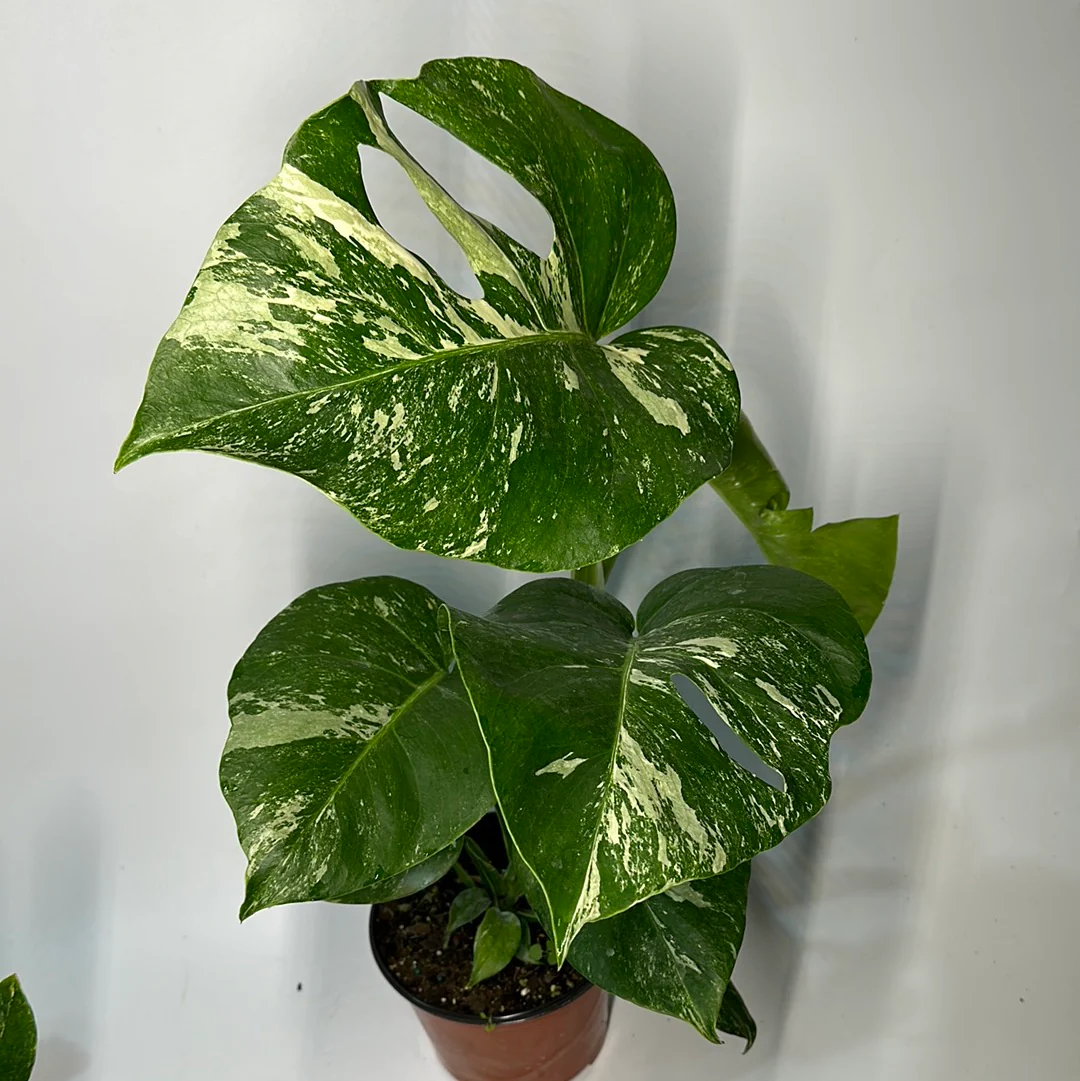 Variegated Monstera Albo Borsigiana - Image 3