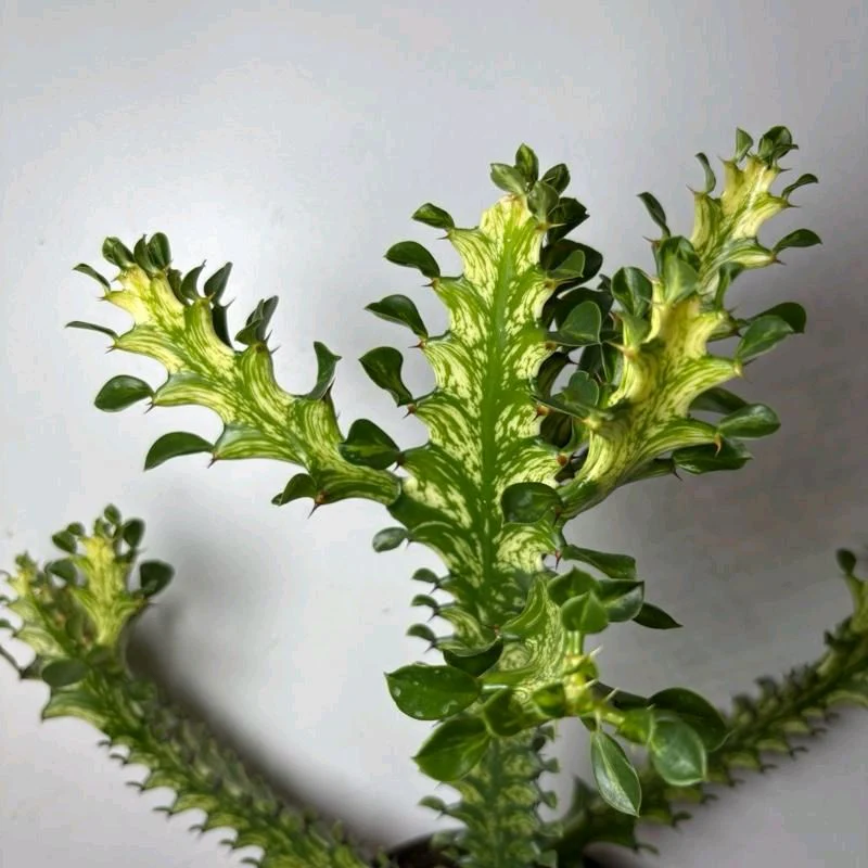 Variegated African Milk Tree (Euphorbia Trigona) - Image 3