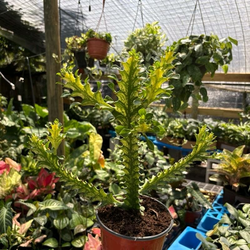Variegated African Milk Tree (Euphorbia Trigona) - Image 4