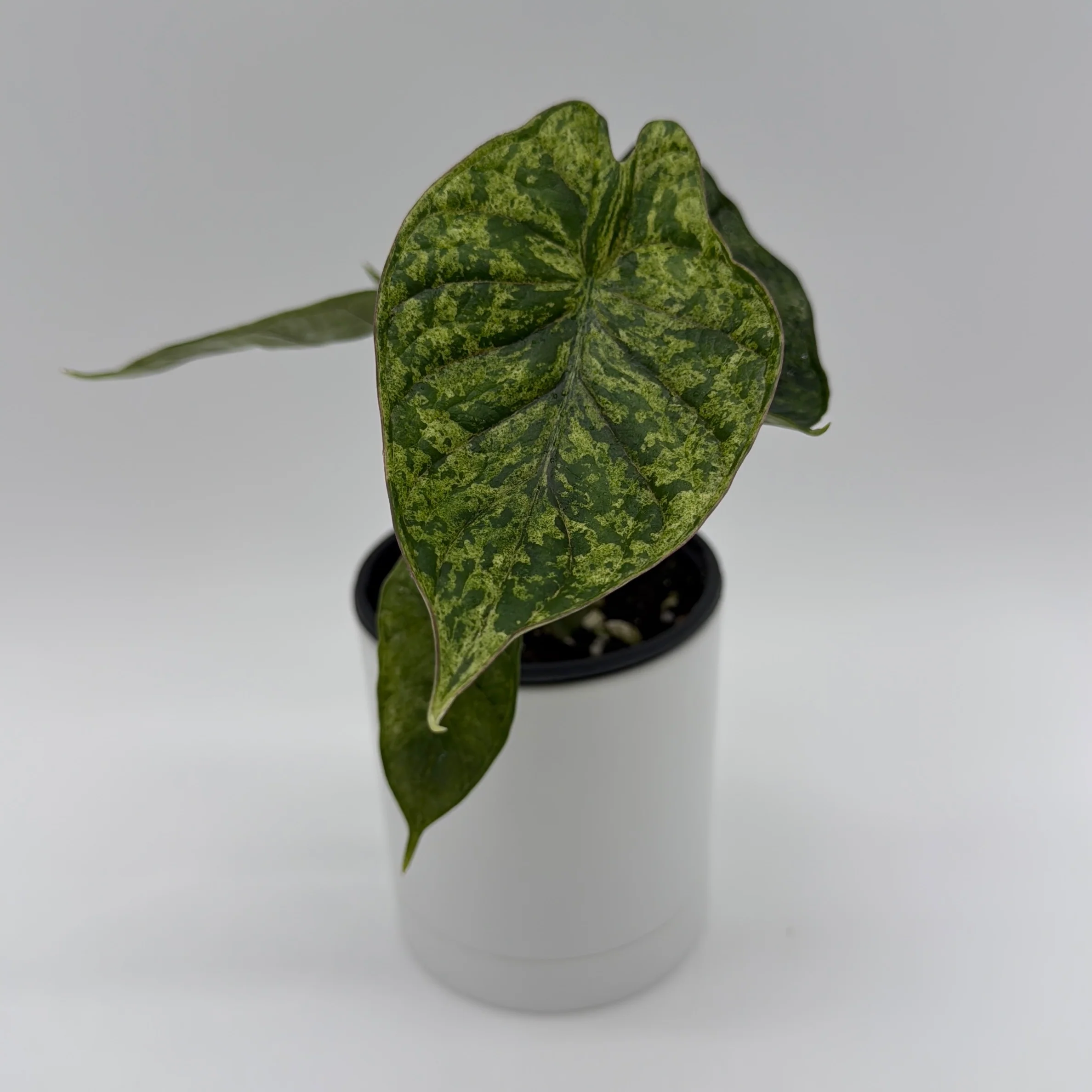 Variegated Alocasia Baginda Dragon Scale Mint - Image 3