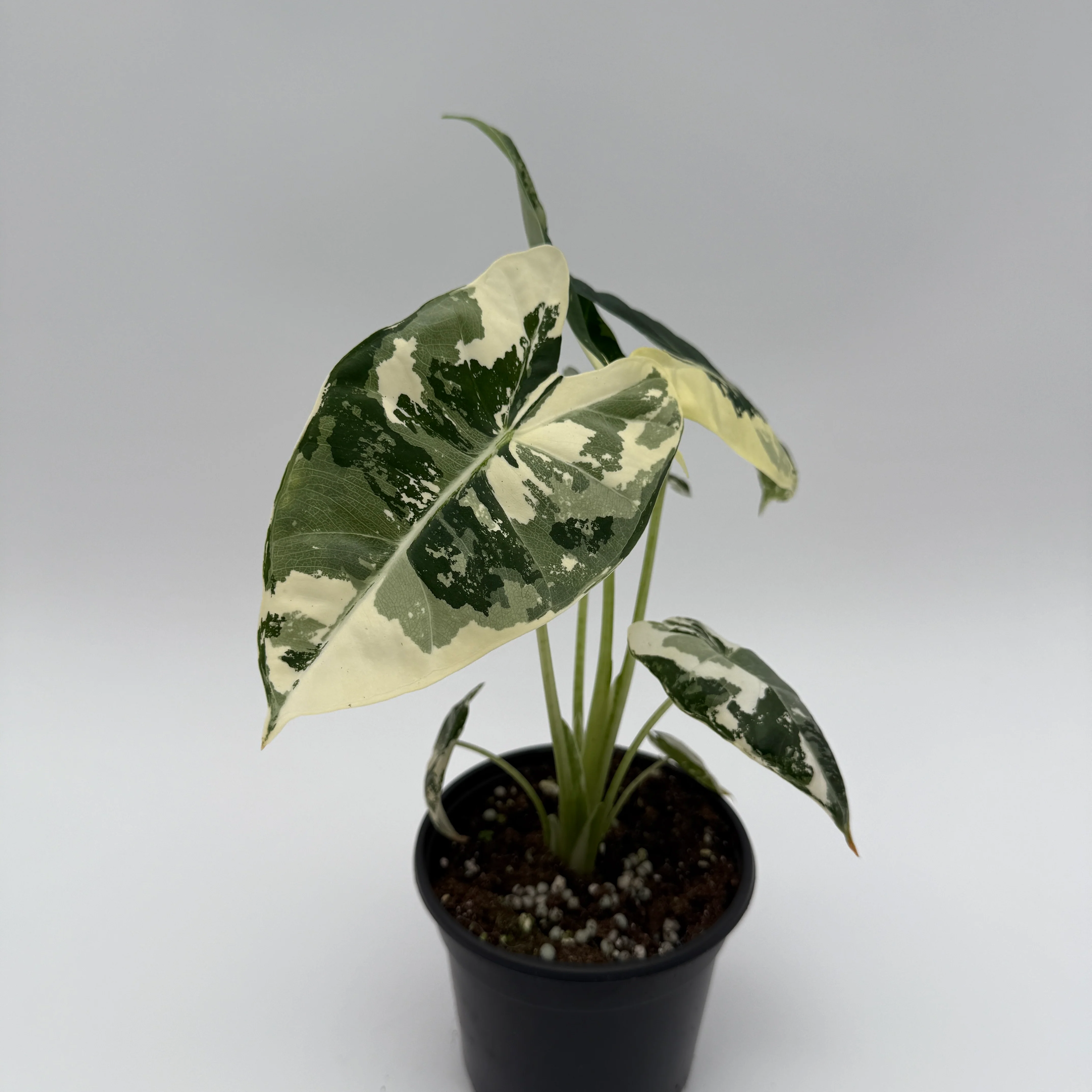 Variegated Alocasia Frydek - Image 2