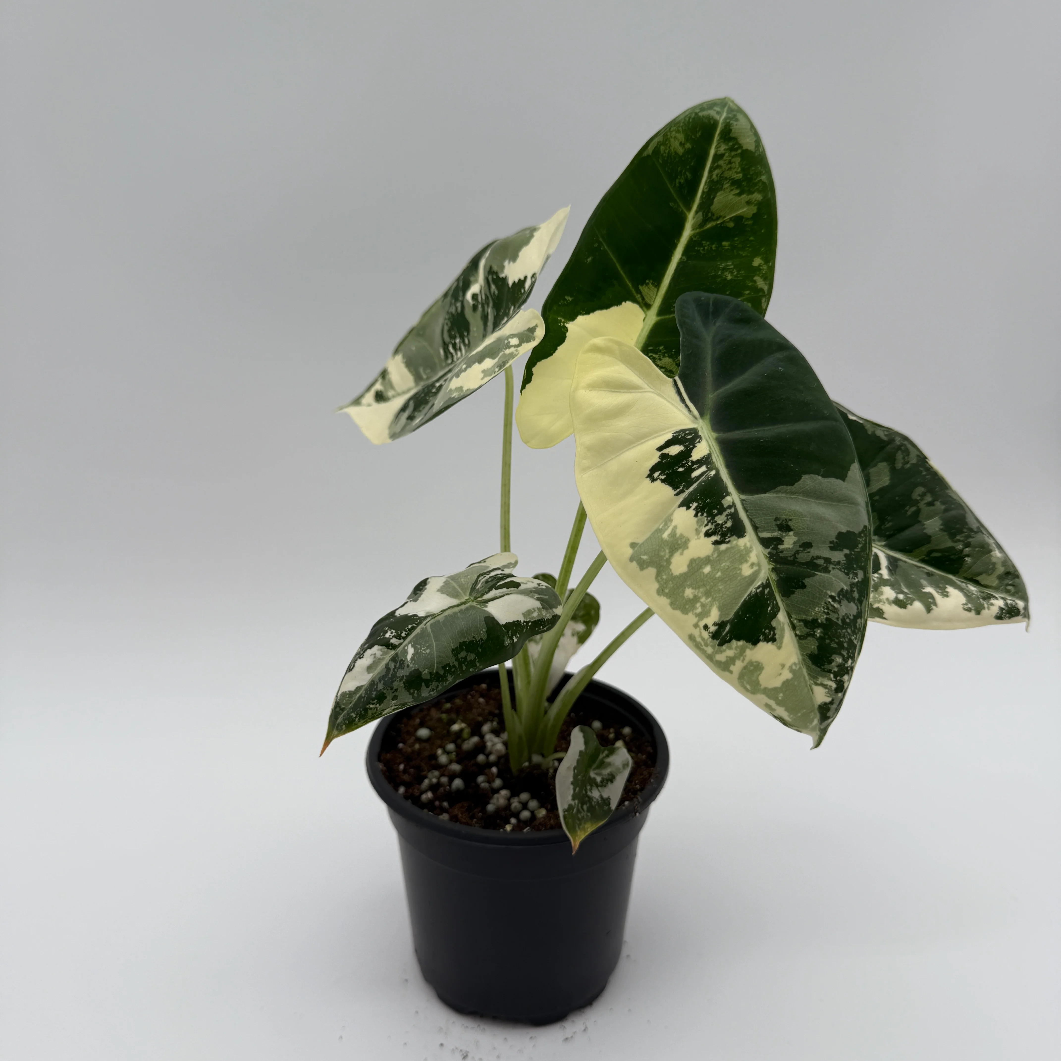 Variegated Alocasia Frydek - Image 3