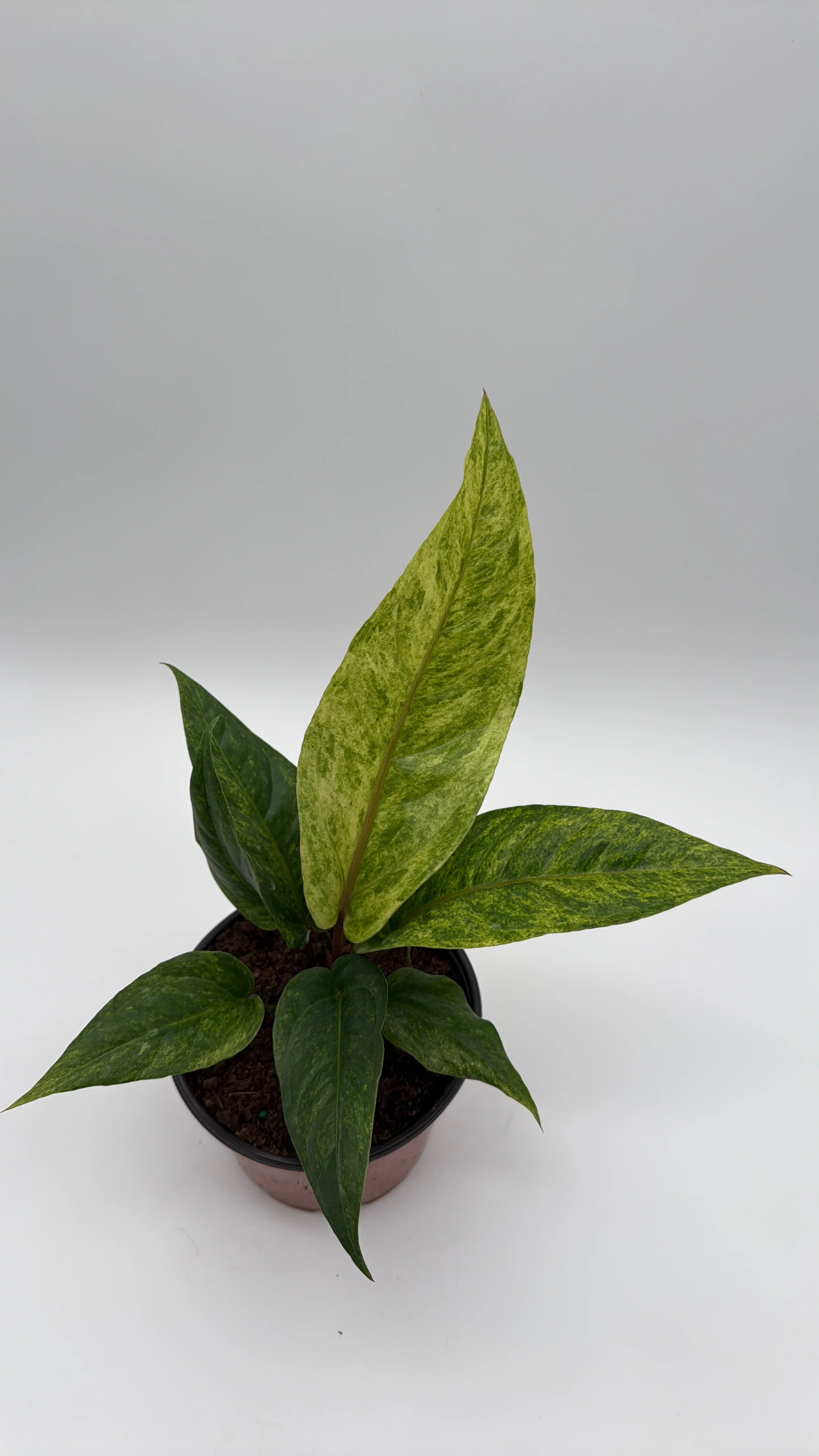 Variegated Anthurium Renaissancei - Image 3