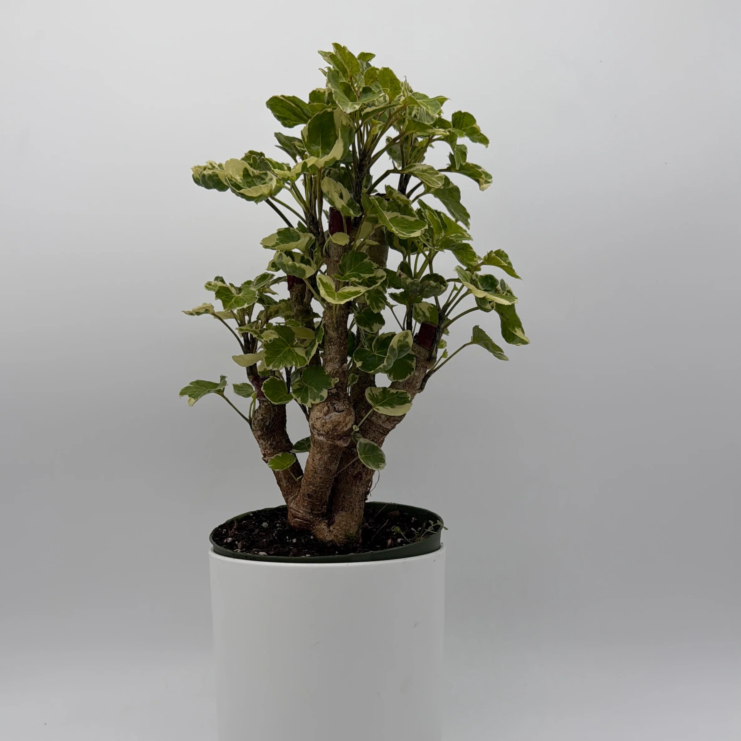 Variegated Aralia Balfouriana - Image 3