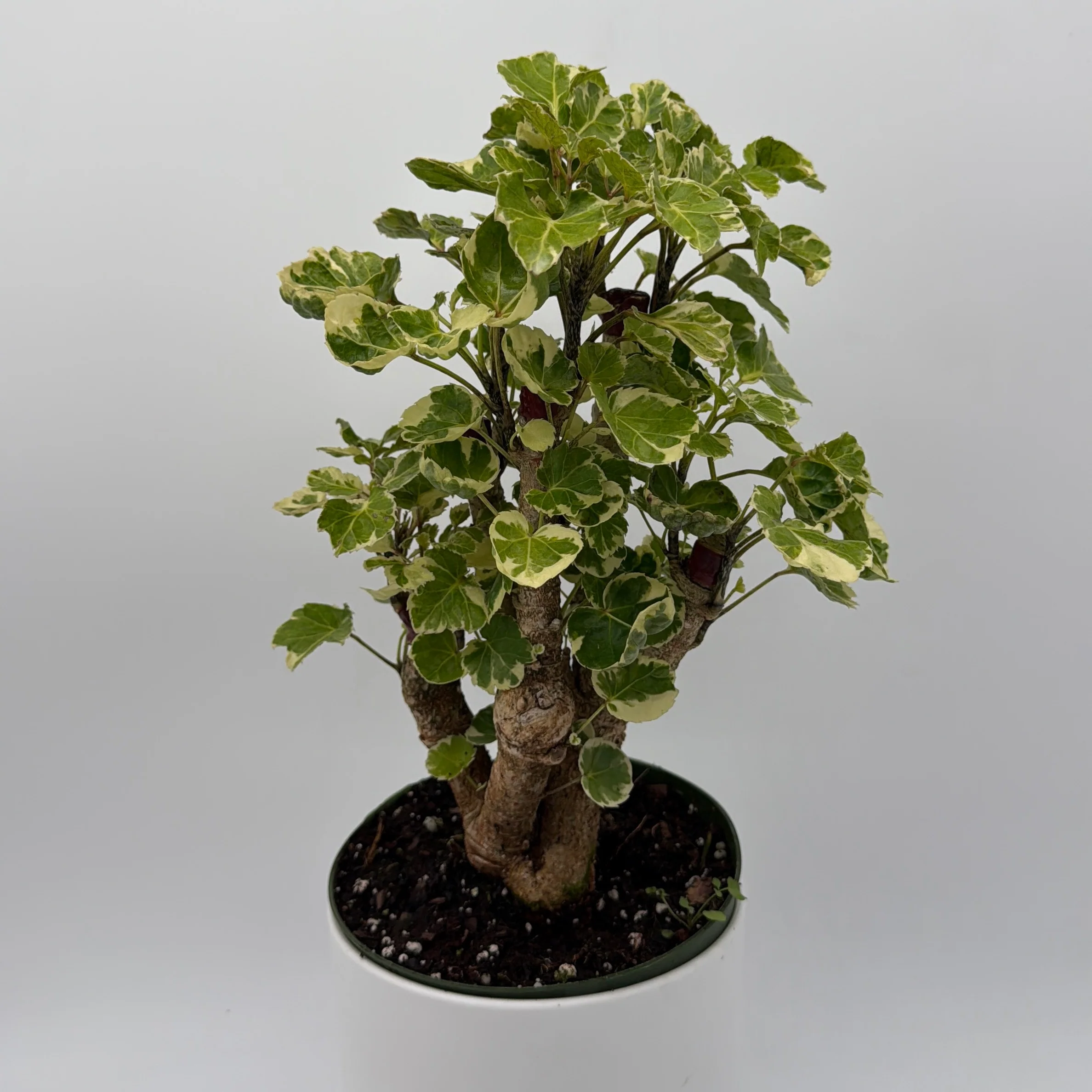 Variegated Aralia Balfouriana - Image 4