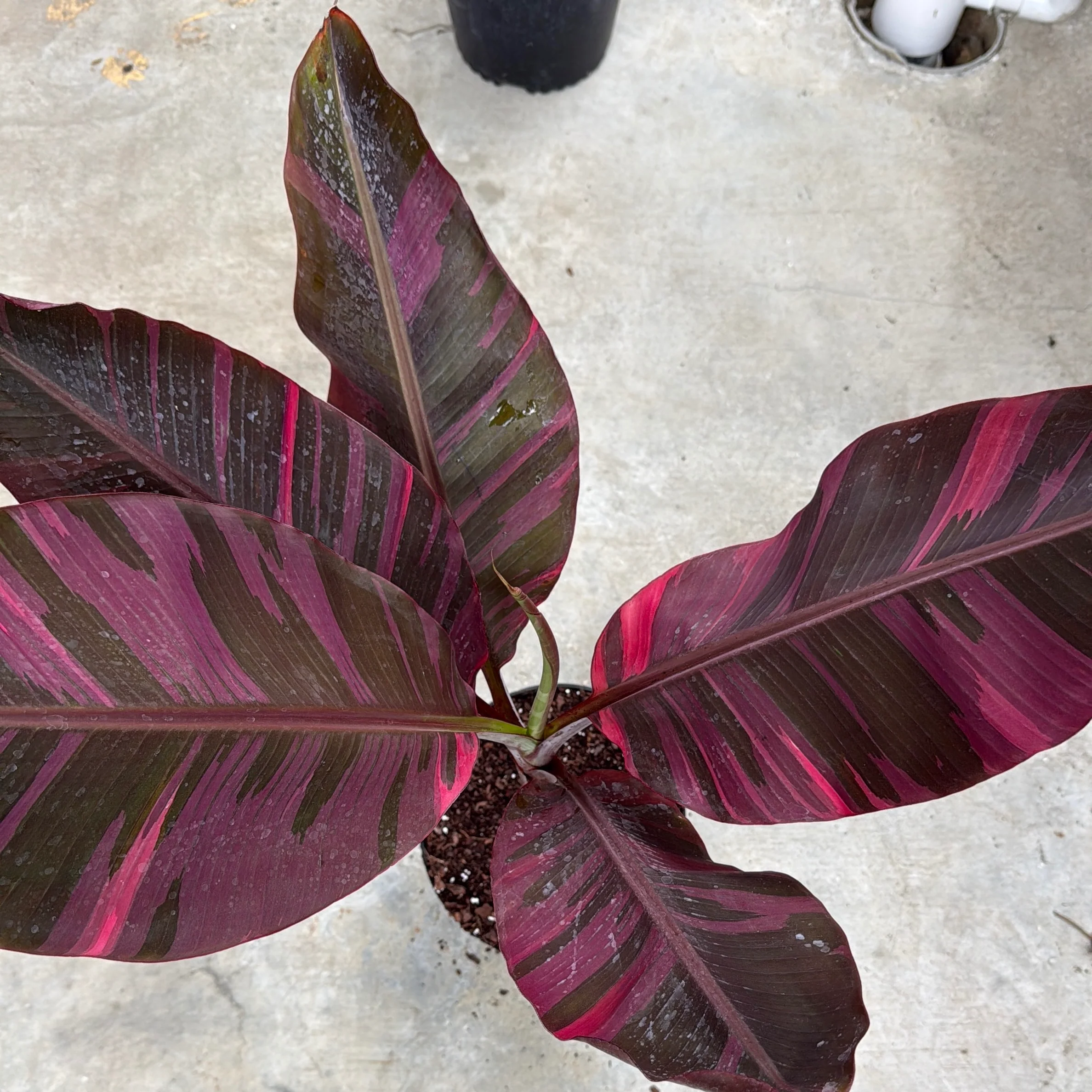 Variegated Banana 'Musa Nono' - Image 2