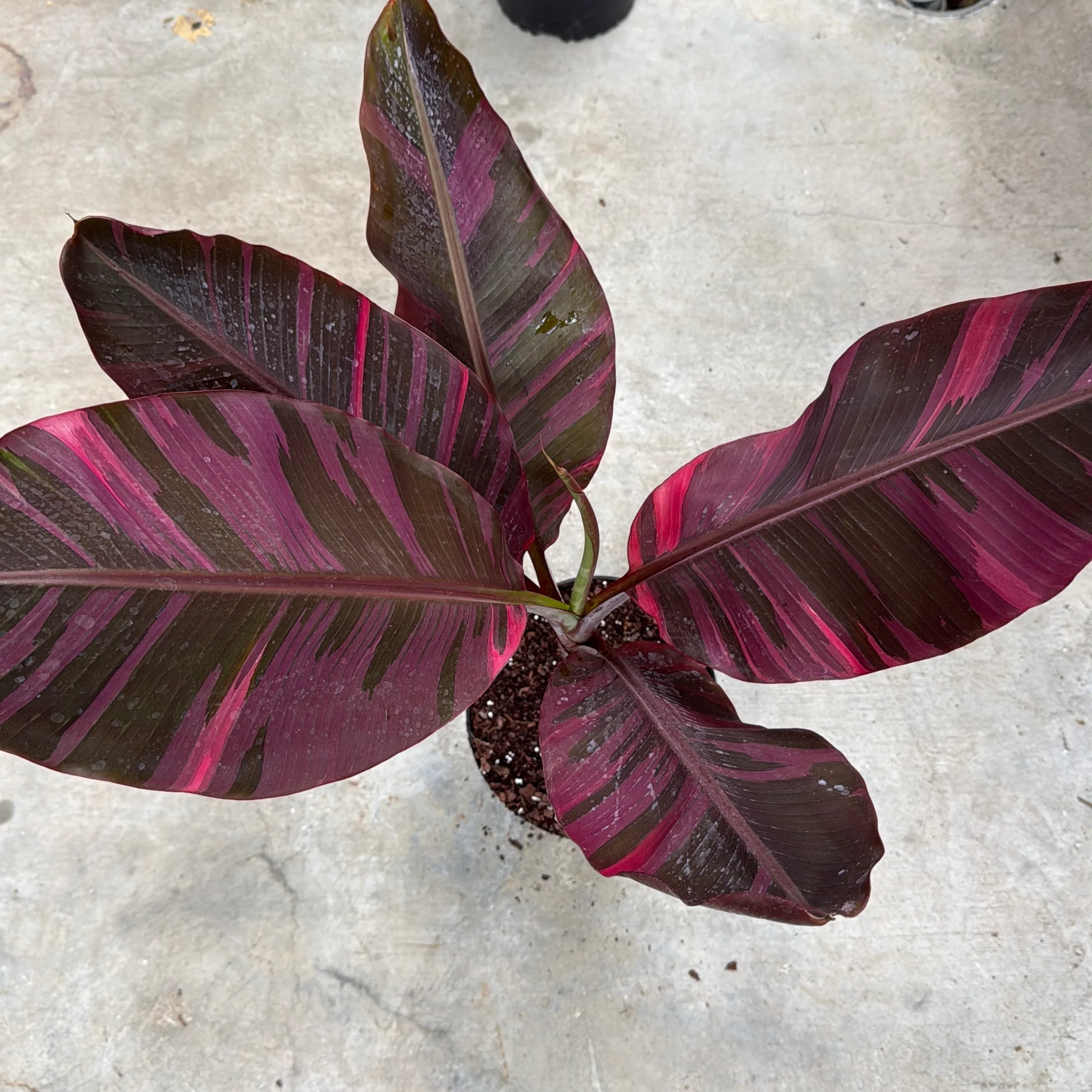 Variegated Banana 'Musa Nono' - Image 3