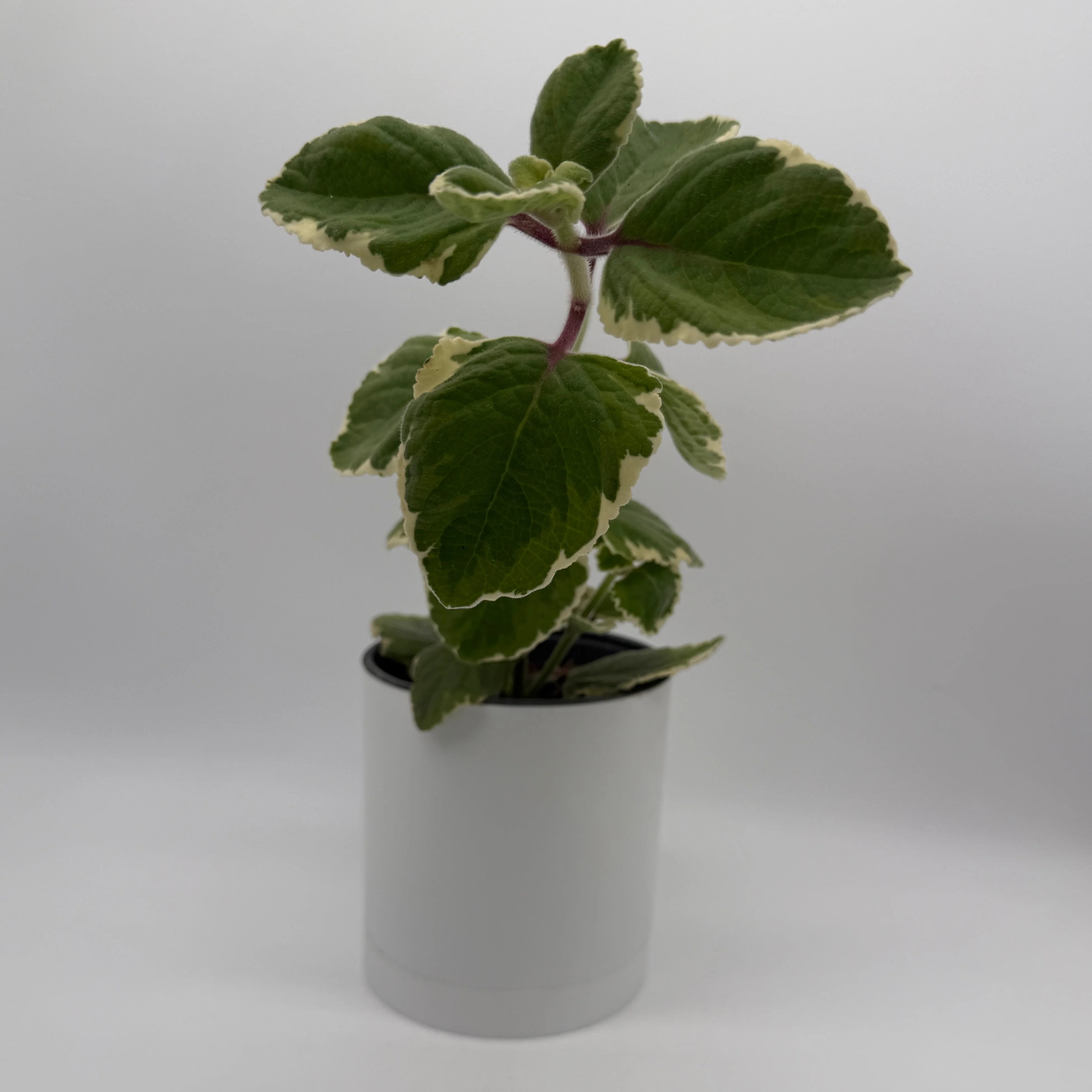 Variegated Cuban Oregano - Image 2