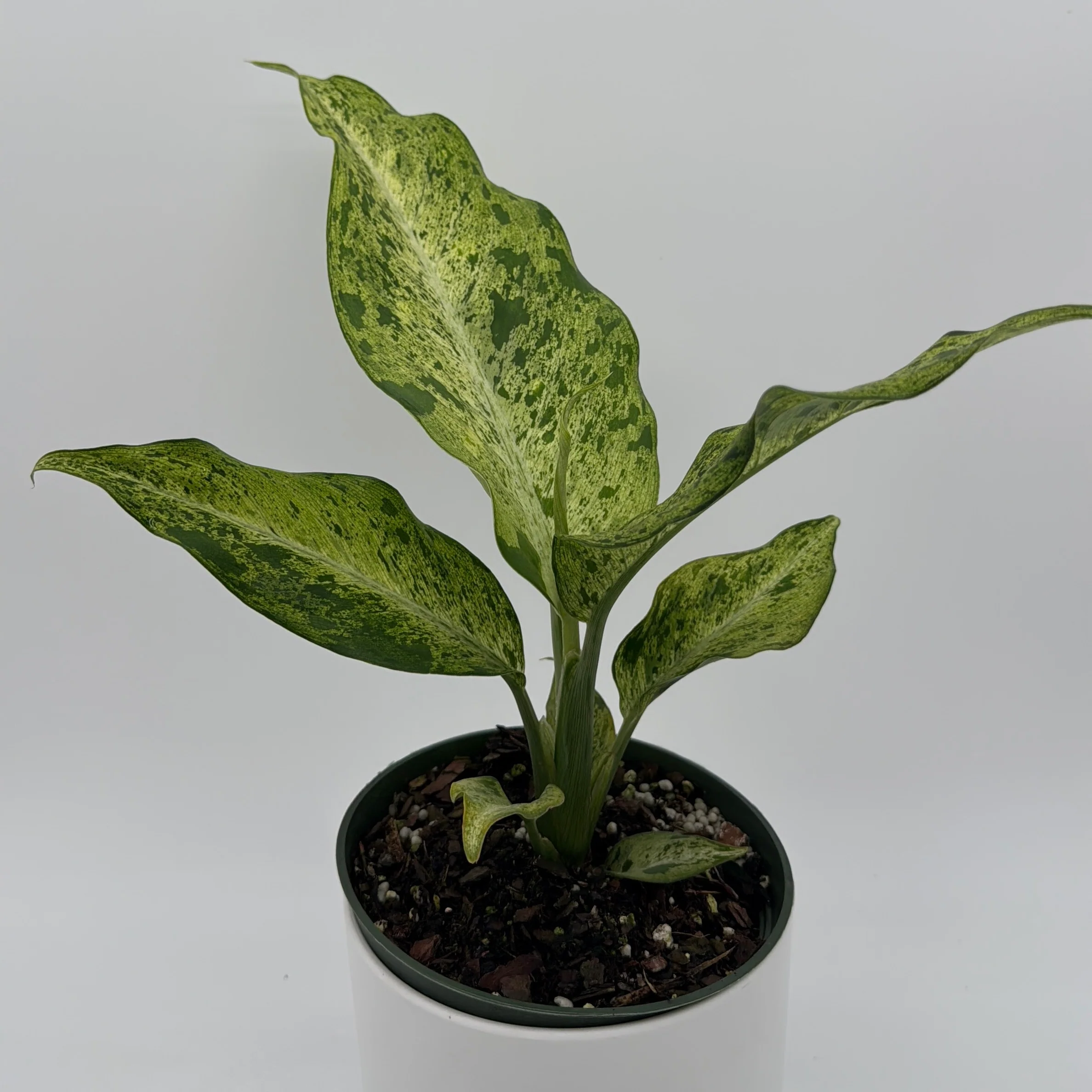Variegated Dieffenbachia 'Maui Wowie'
