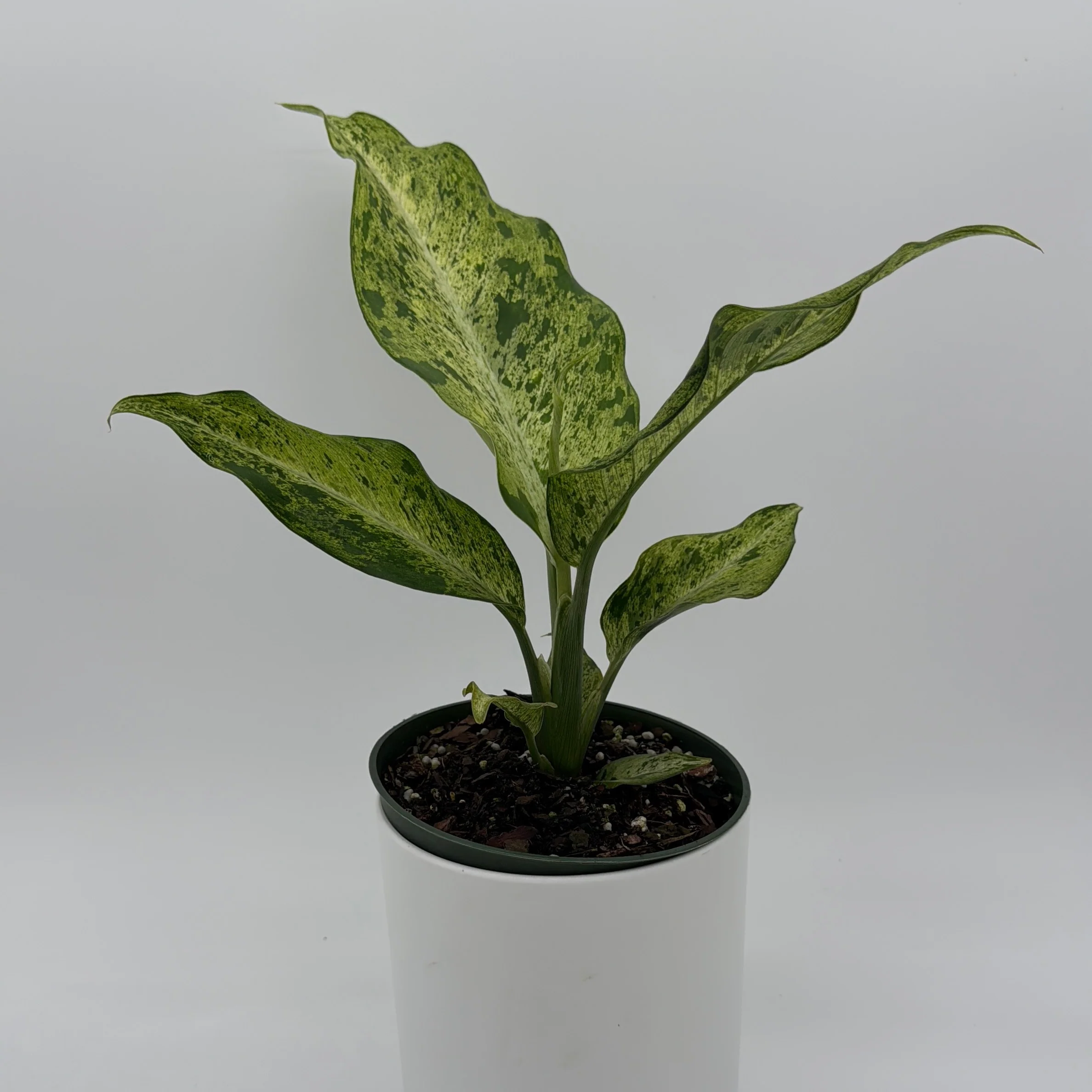 Variegated Dieffenbachia 'Maui Wowie' - Image 2