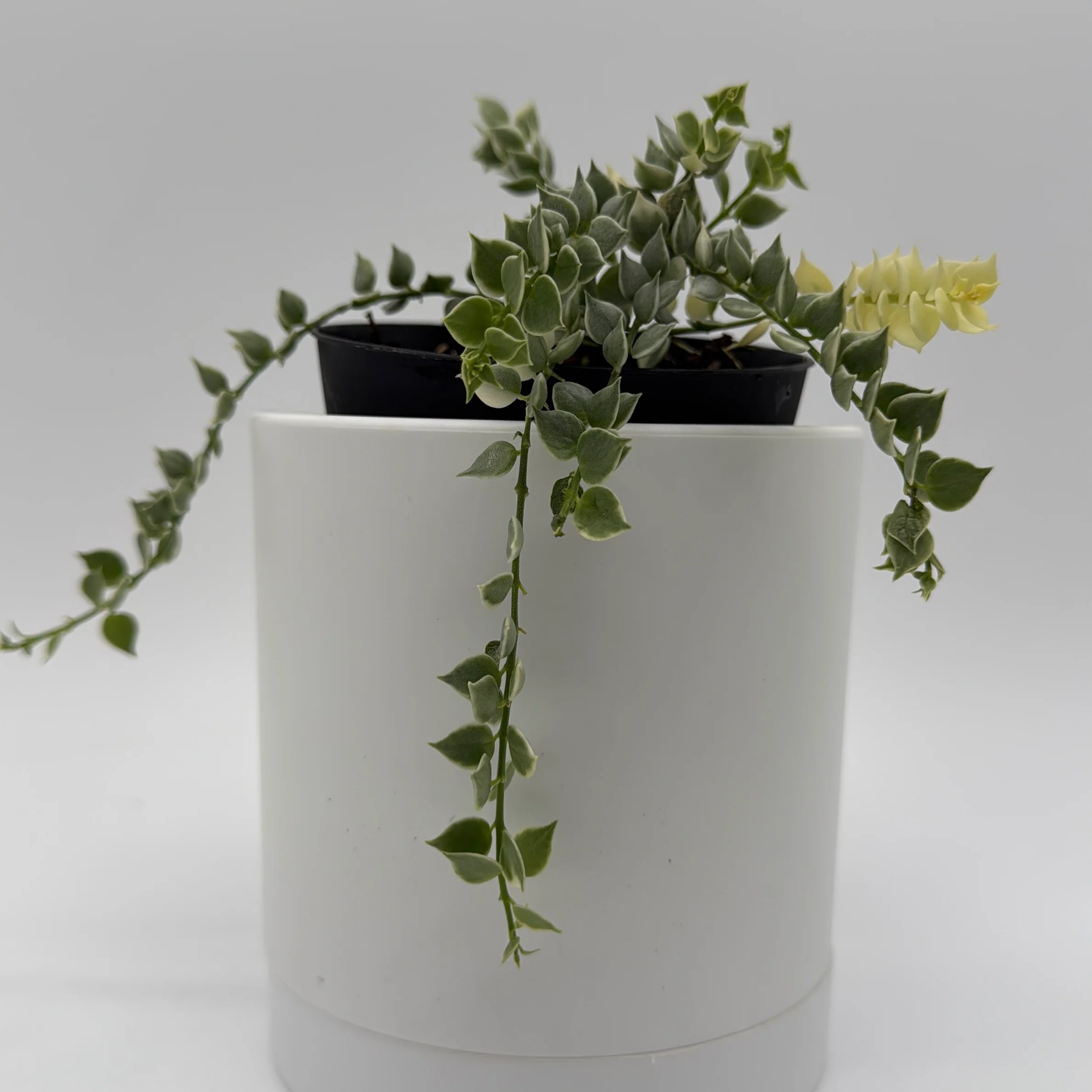 Variegated Dischidia Million Hearts - Image 2