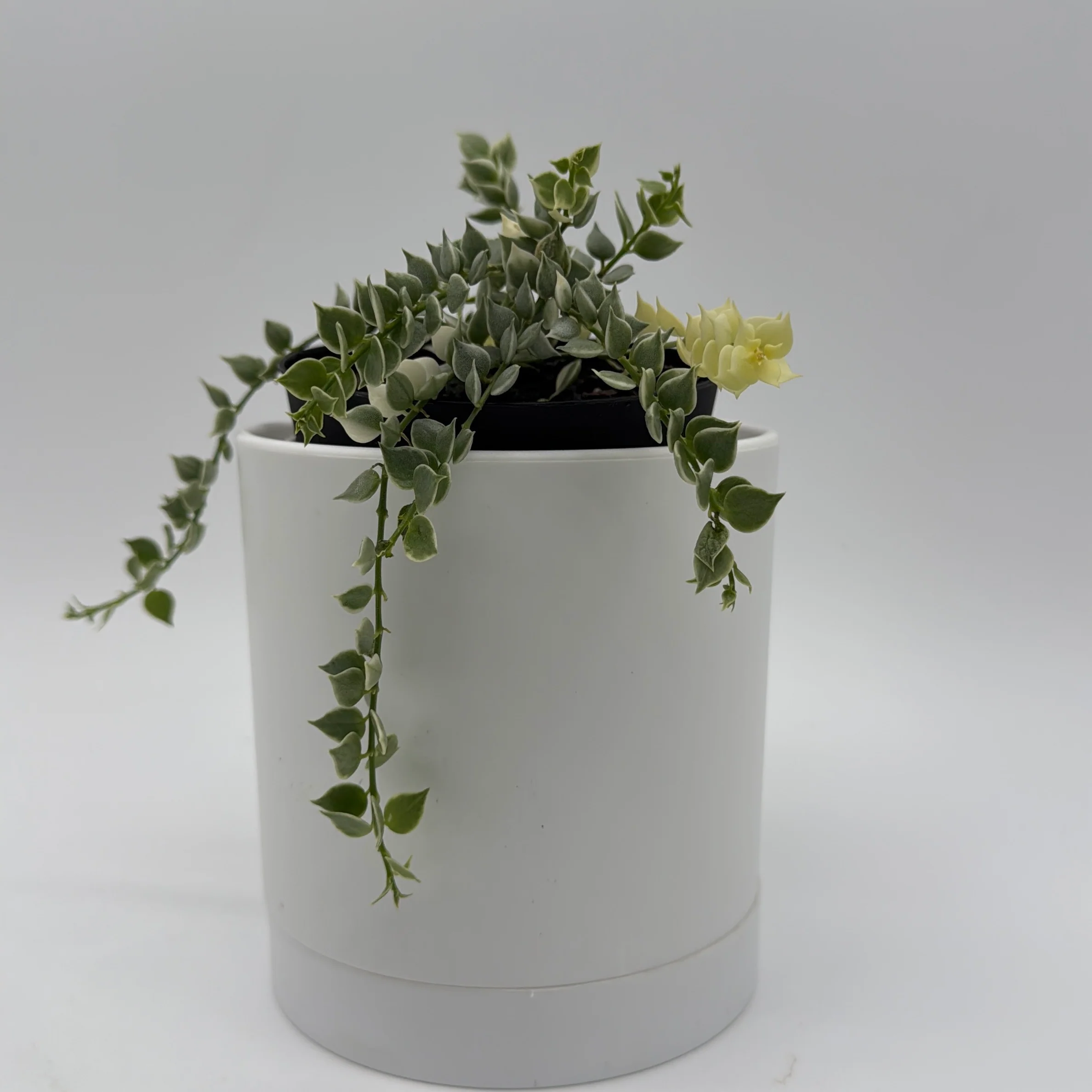Variegated Dischidia Million Hearts - Image 3