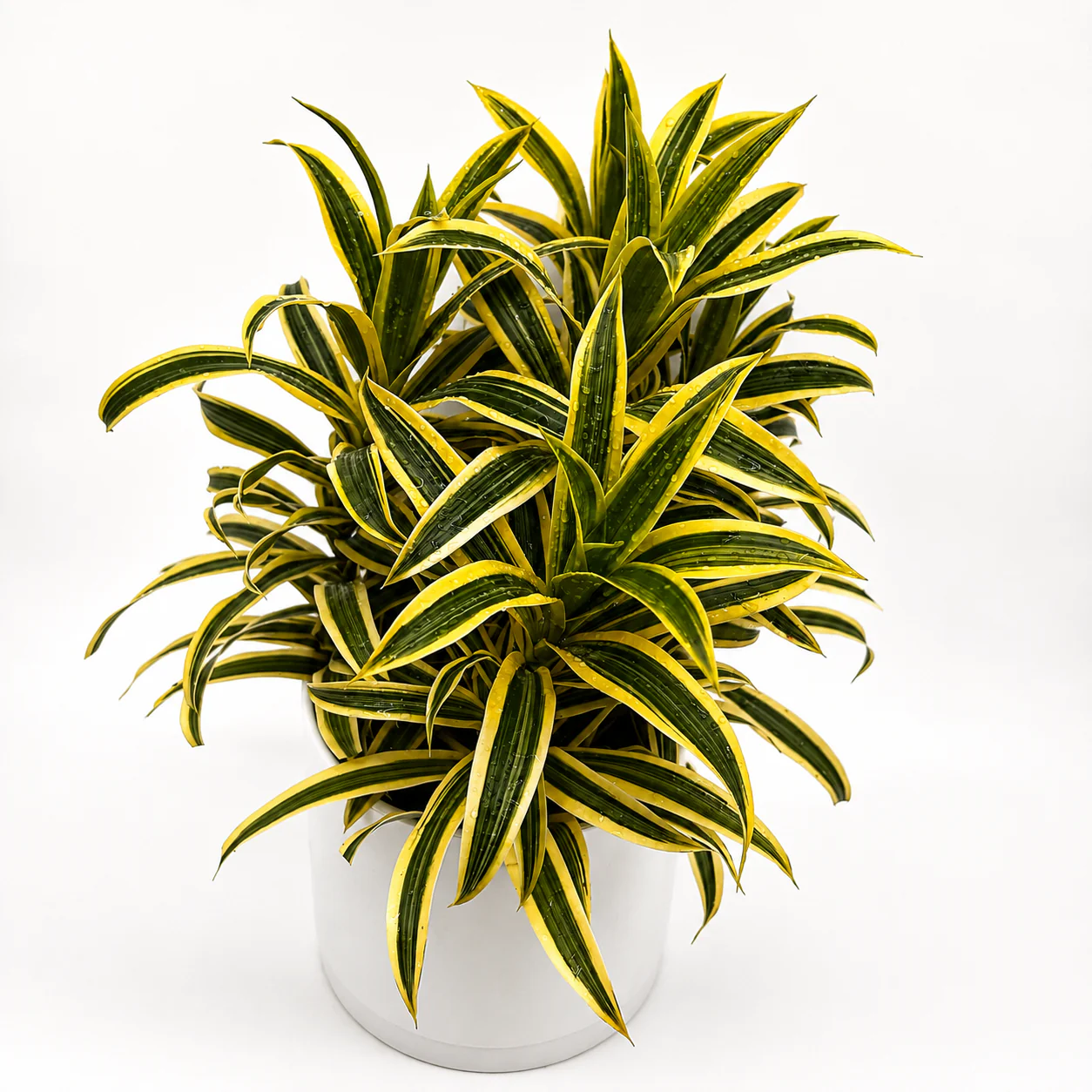 Variegated Dracaena Reflexa - Song of India - Image 2