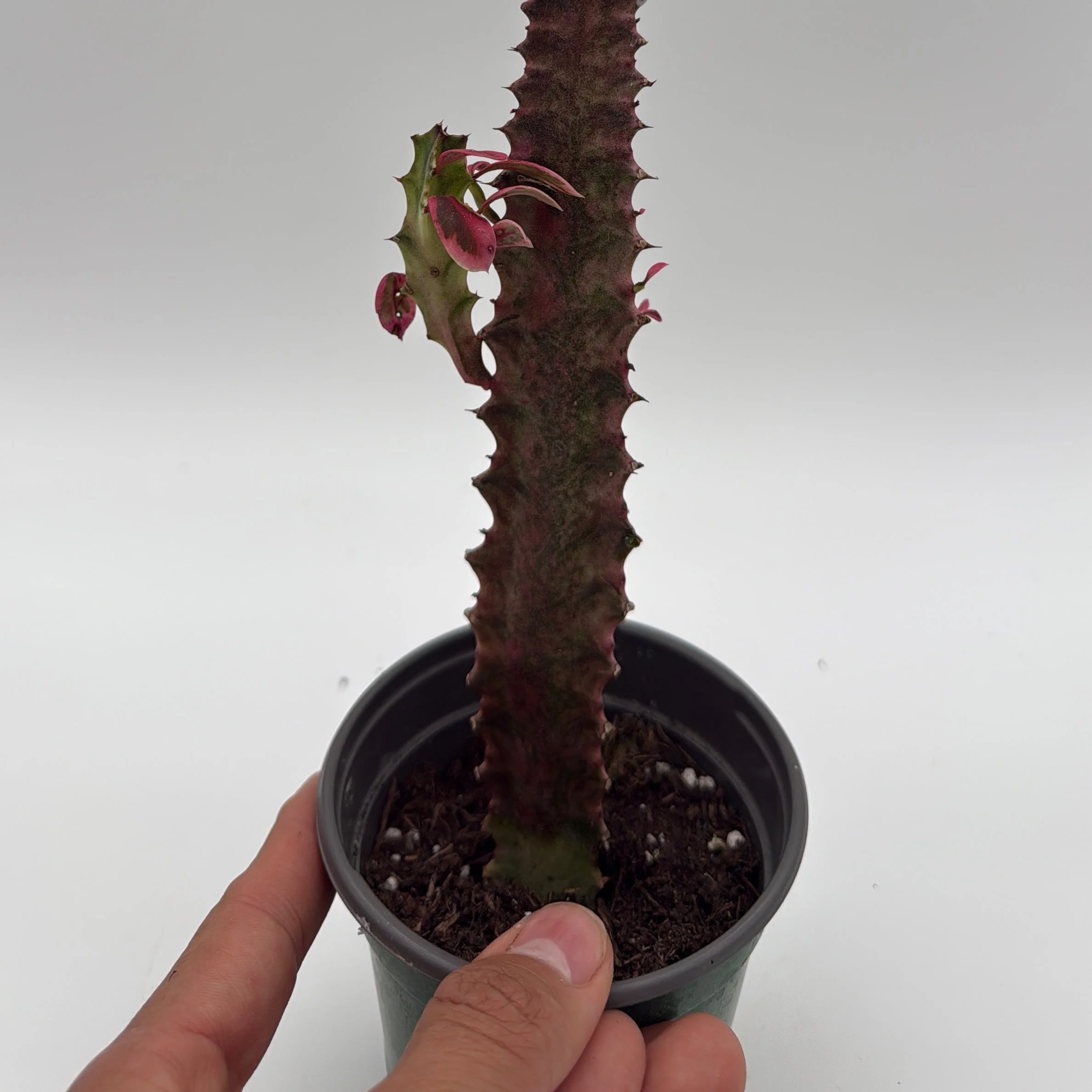 Variegated Euphorbia Trigona (African Milktree) 'Pink Ghost' - Image 3