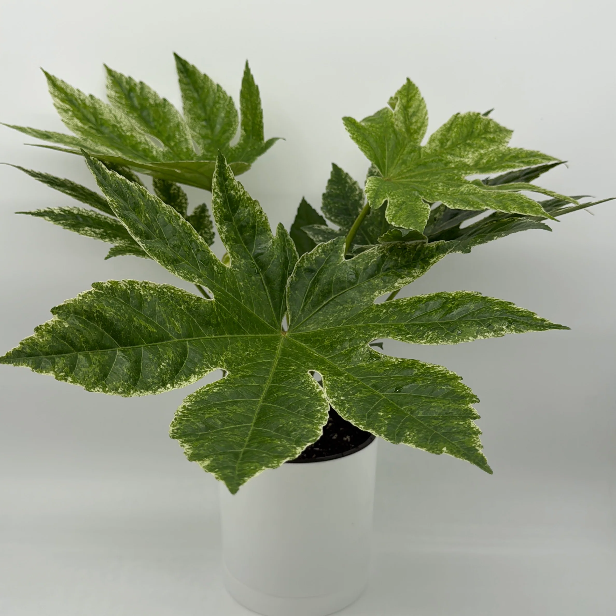 Variegated Fatsia Japonica Spider Web - Image 2