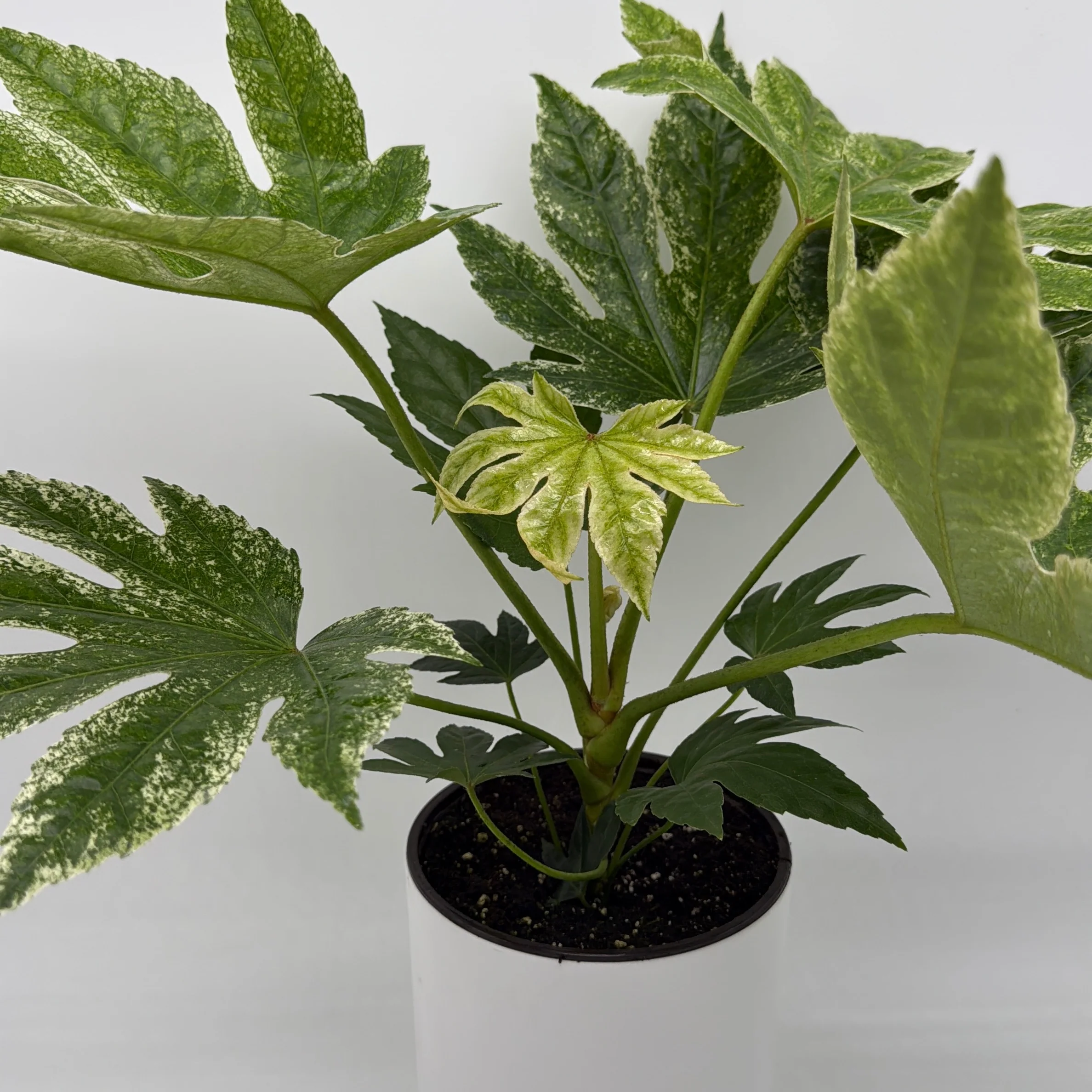 Variegated Fatsia Japonica Spider Web - Image 3