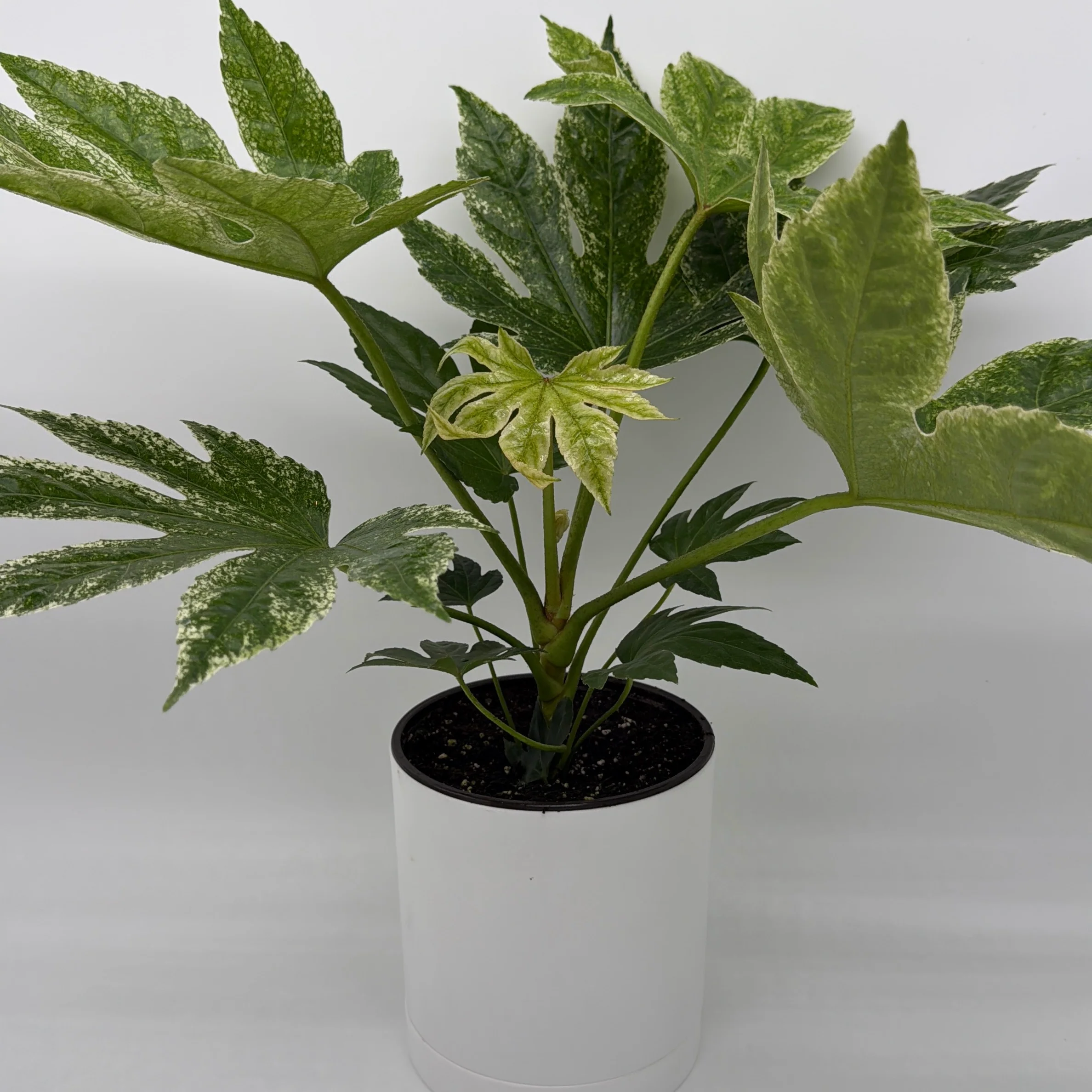 Variegated Fatsia Japonica Spider Web - Image 4