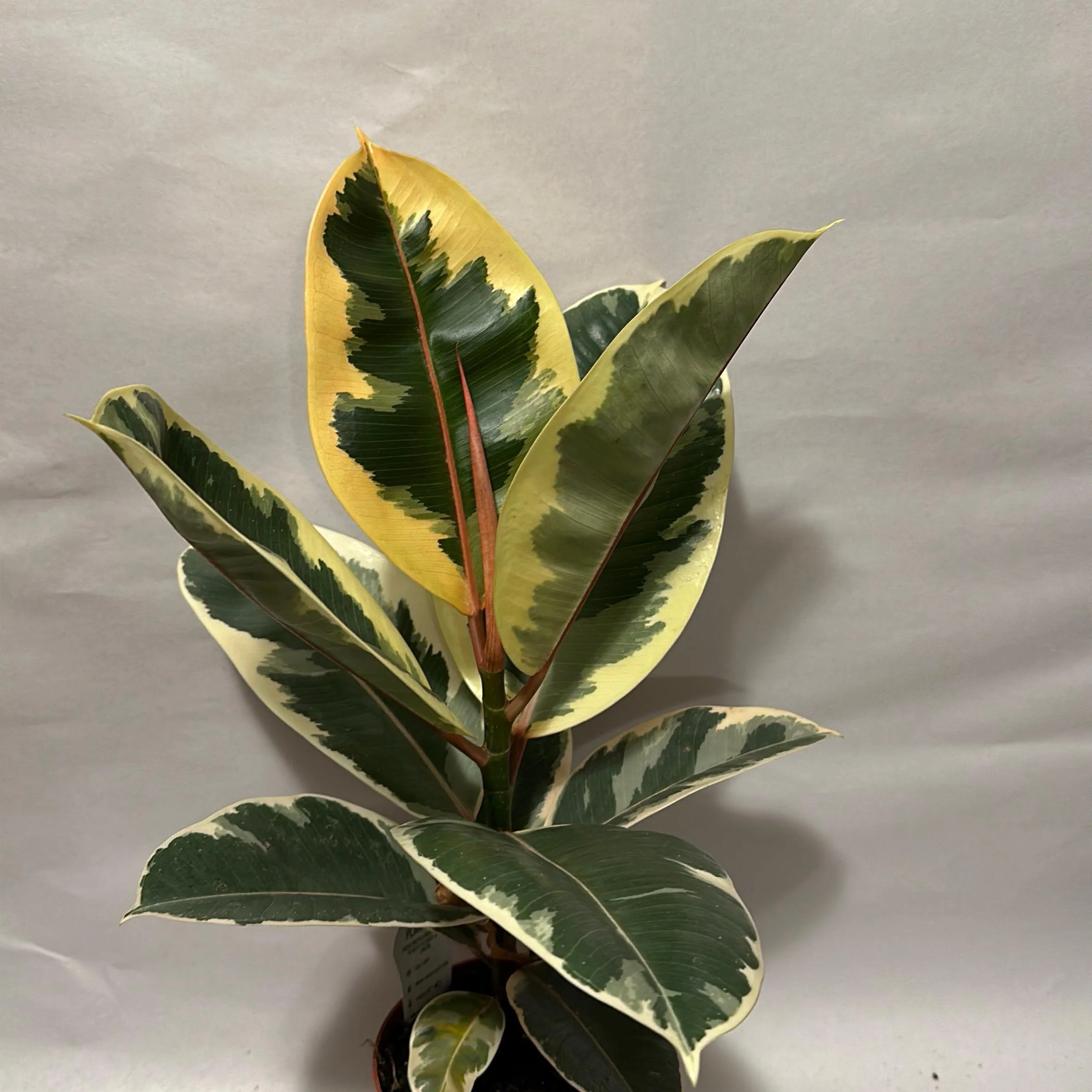 Variegated Ficus Tineke - Image 3