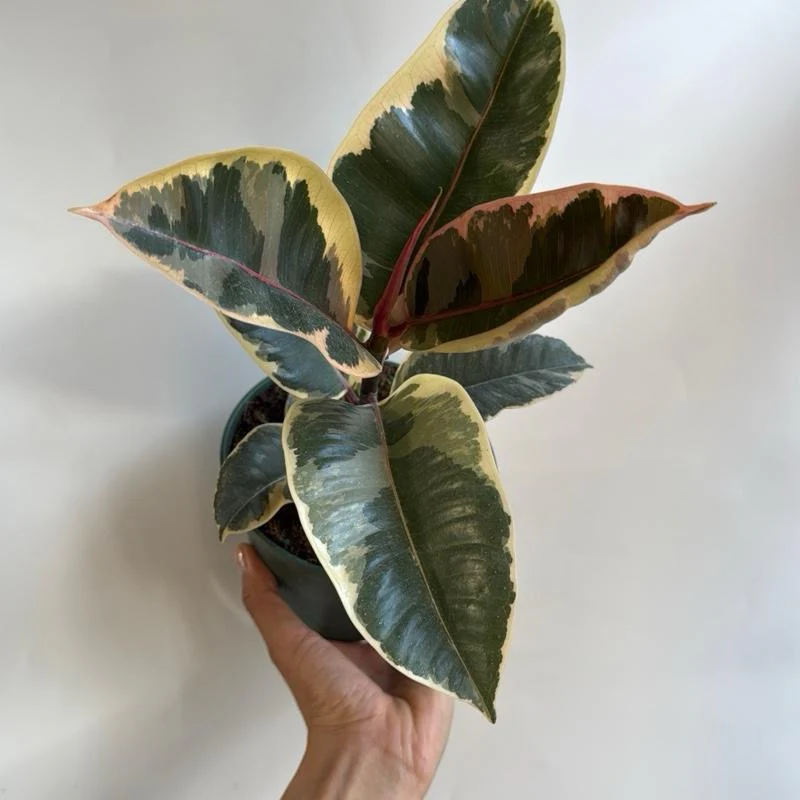 Variegated Ficus Tineke - Image 4