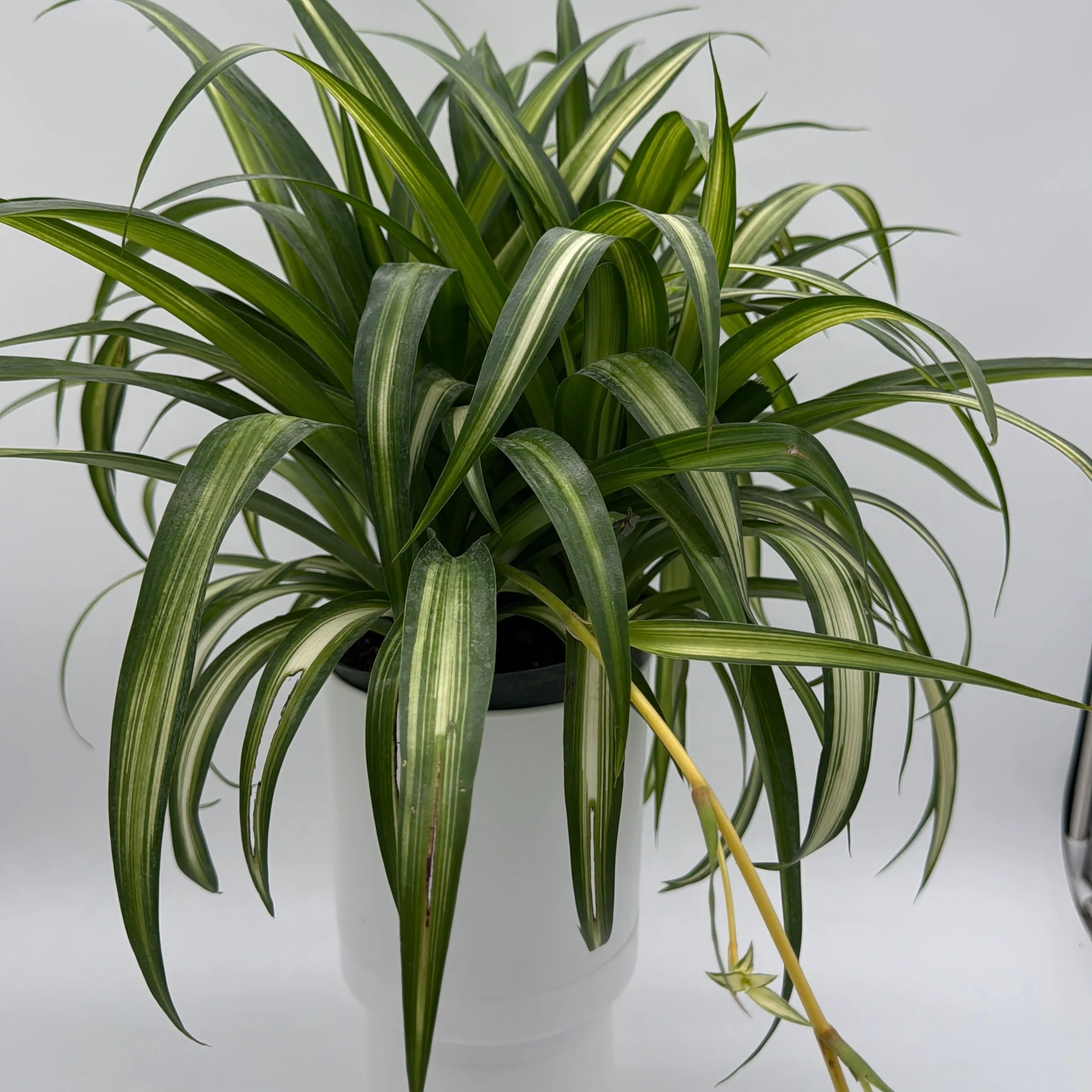 Variegated Hawaiian Spider Plant