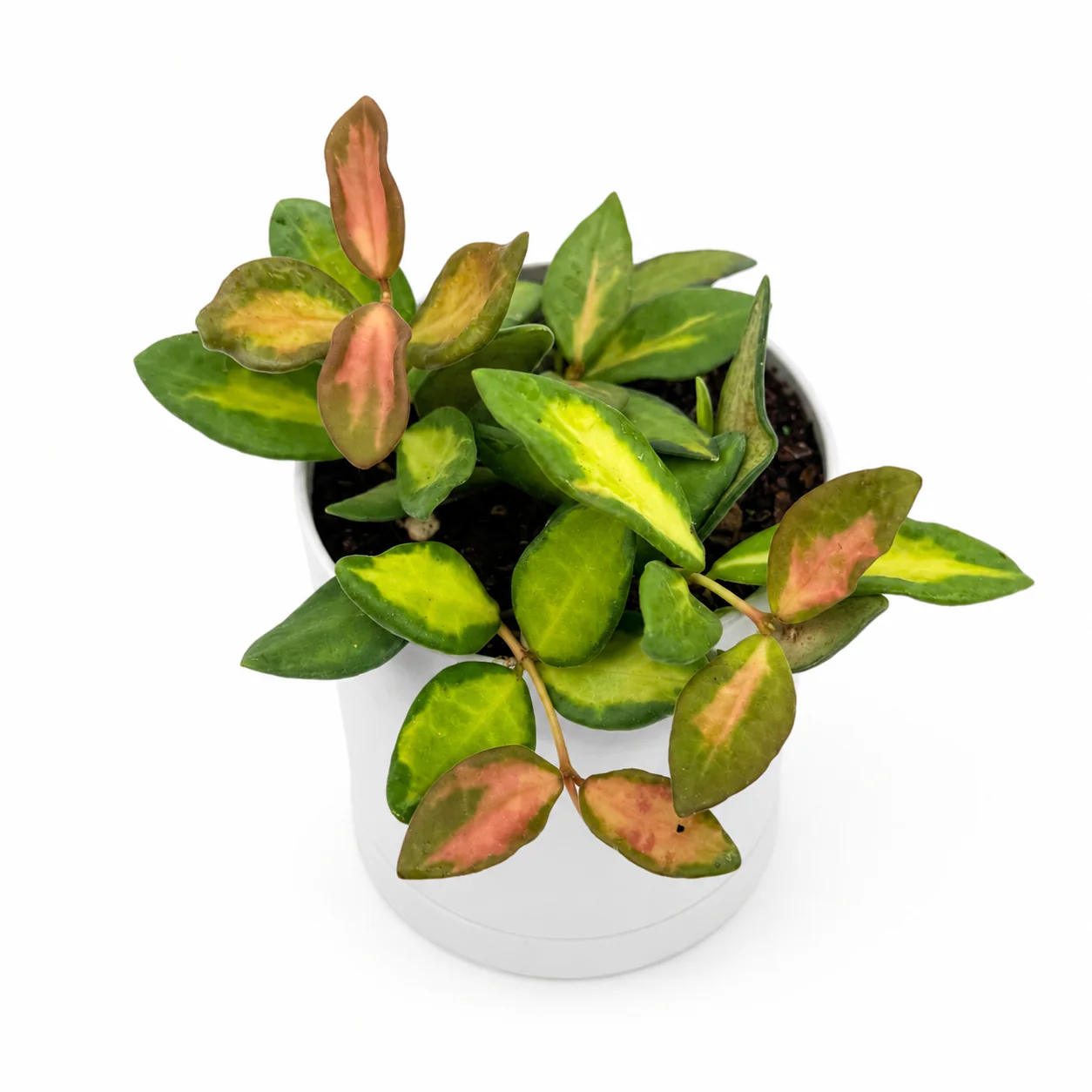 Variegated Hoya Burtoniae - Image 2