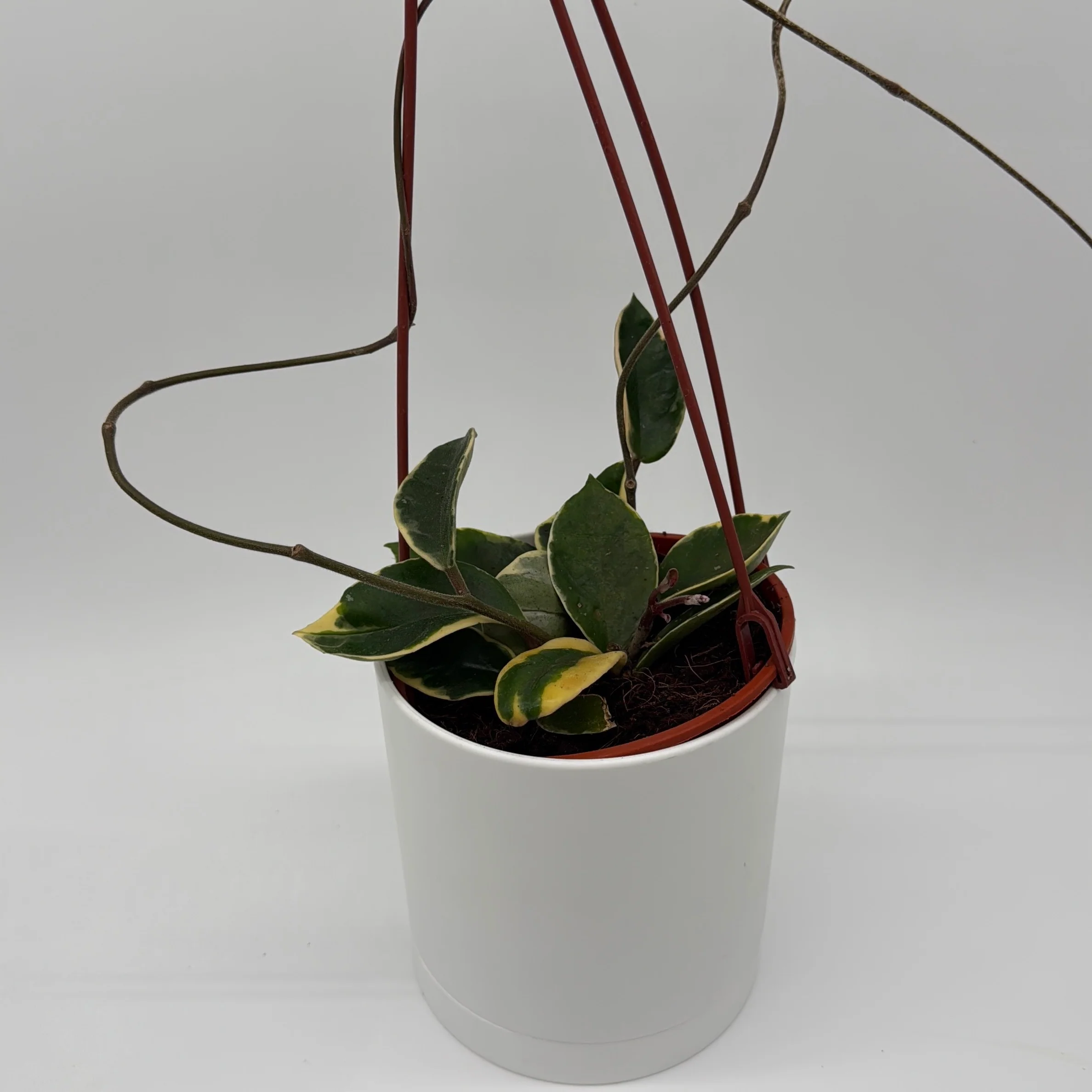 Variegated Hoya Carnosa 'Krimson' - Image 3