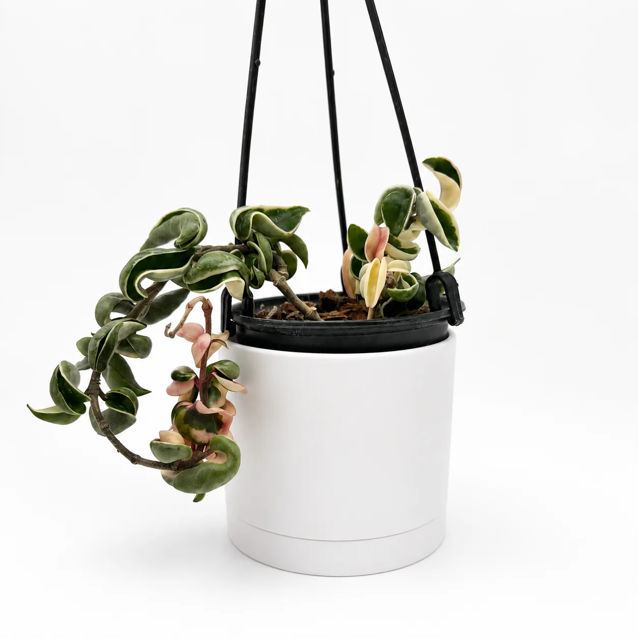 Variegated Hoya Compacta - Image 2