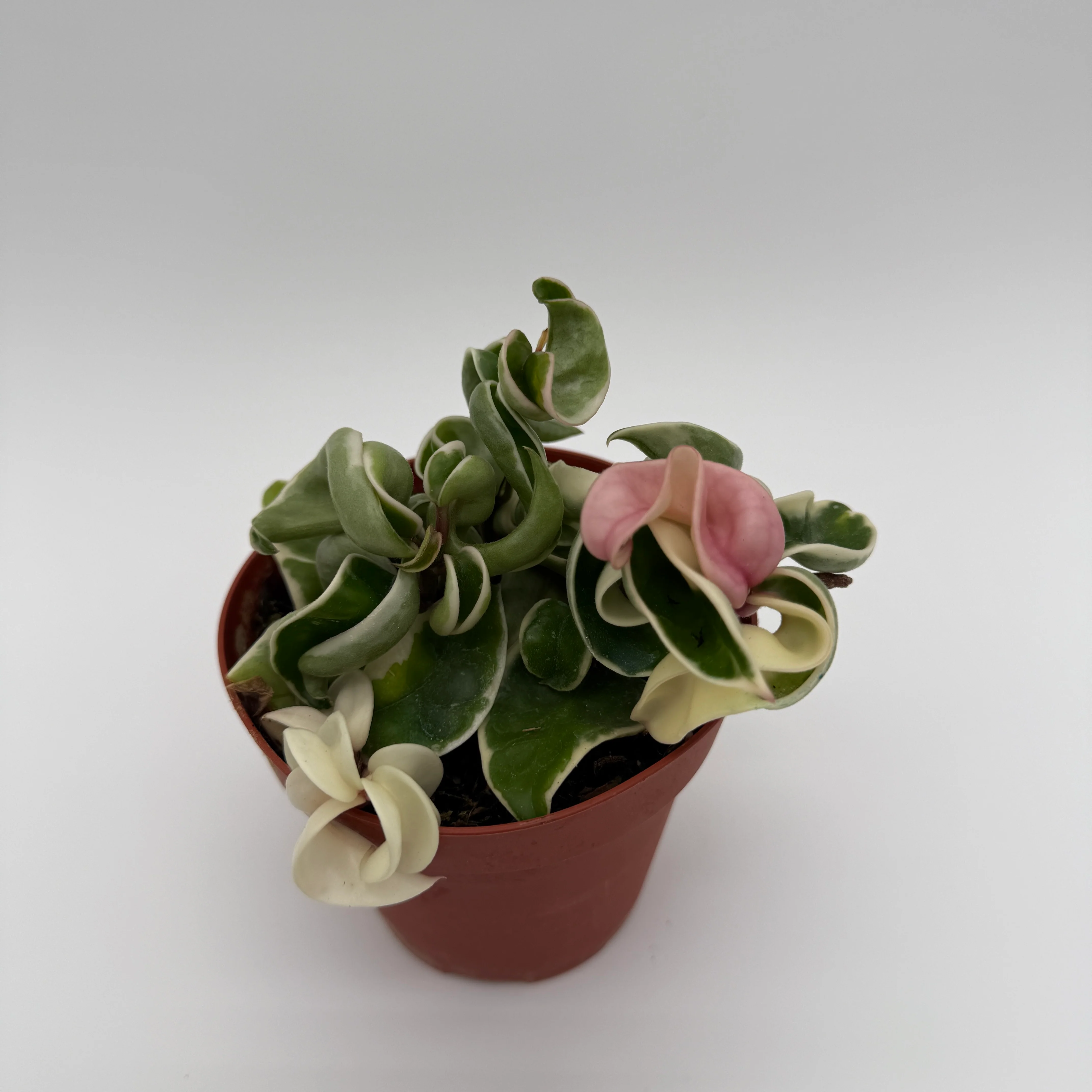 Variegated Hoya Compacta - Image 6
