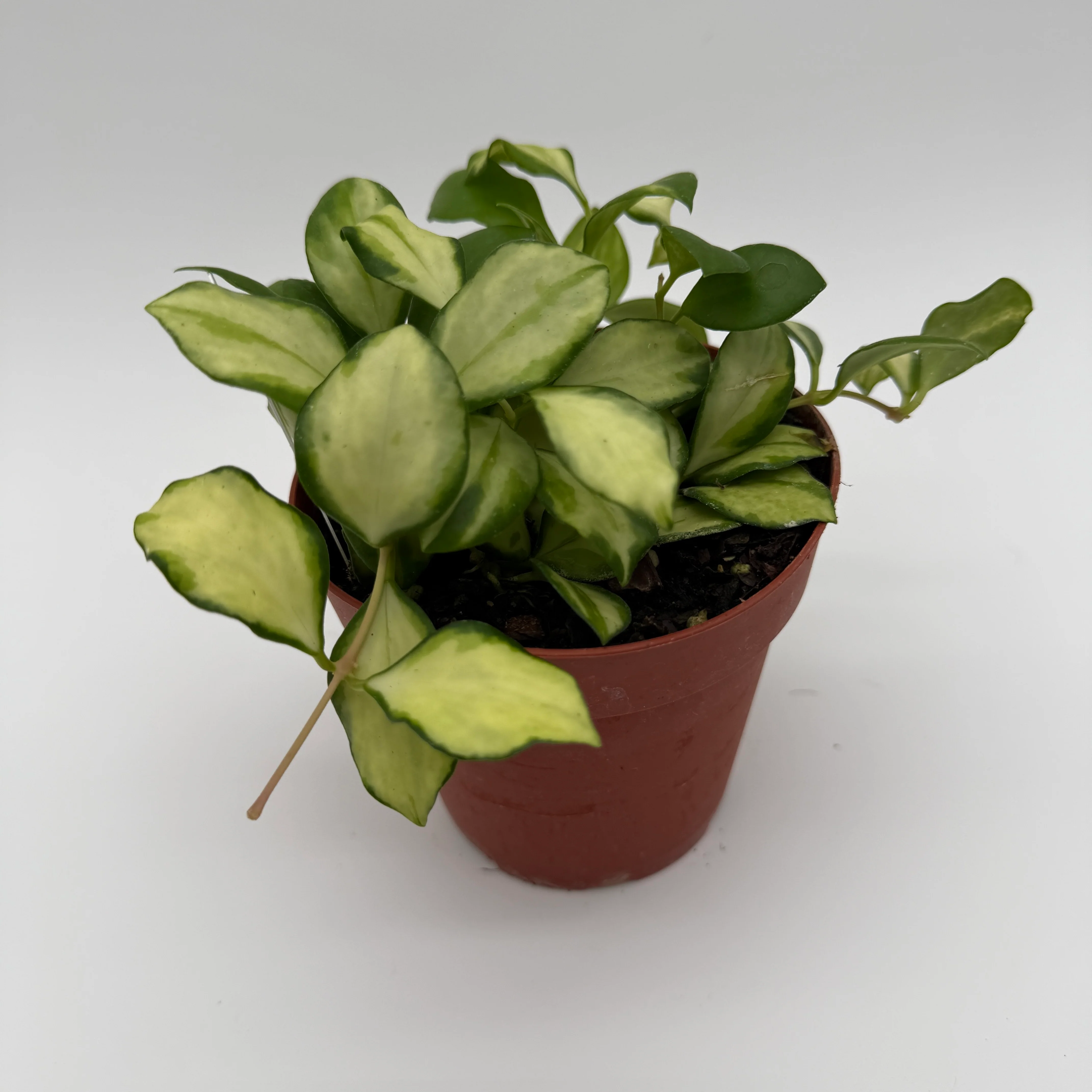 Variegated Hoya Heuschkeliana - Image 3