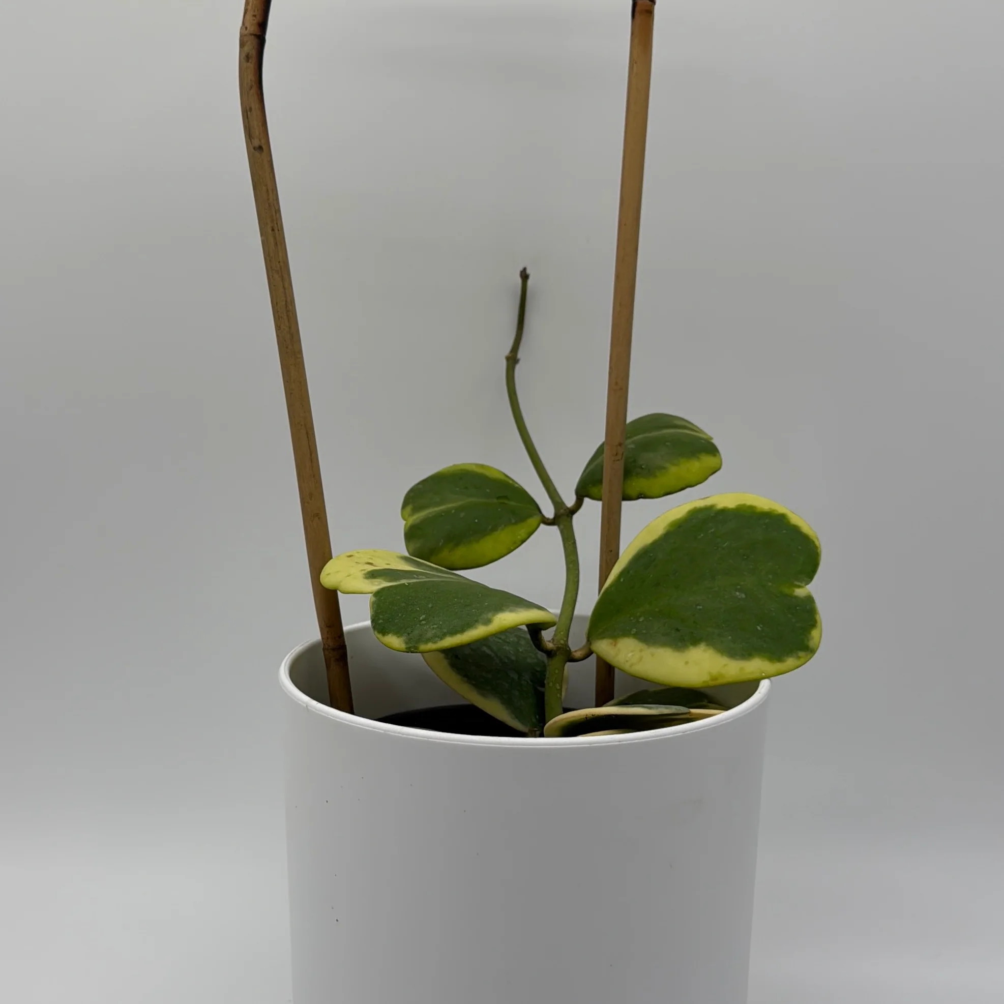 Outer Variegated Hoya Kerrii - Image 2