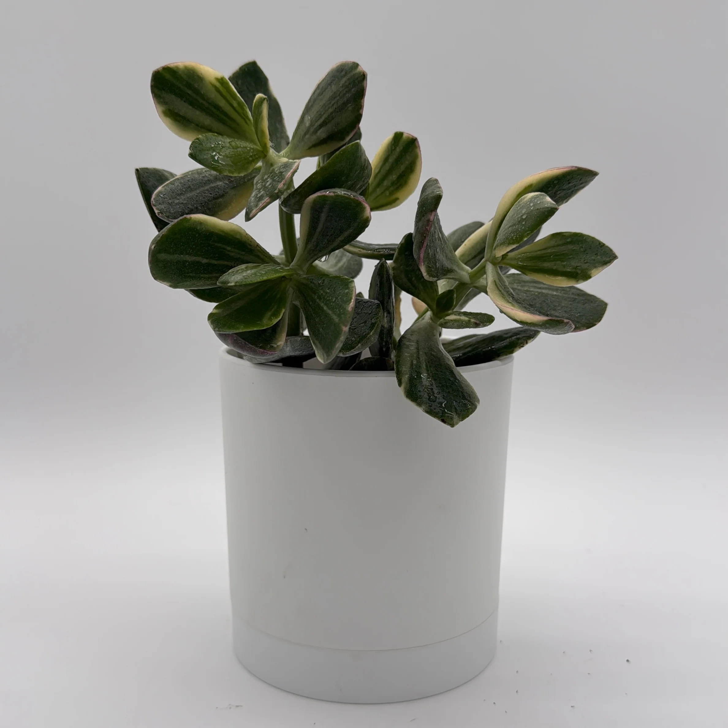 Variegated Jade Plant