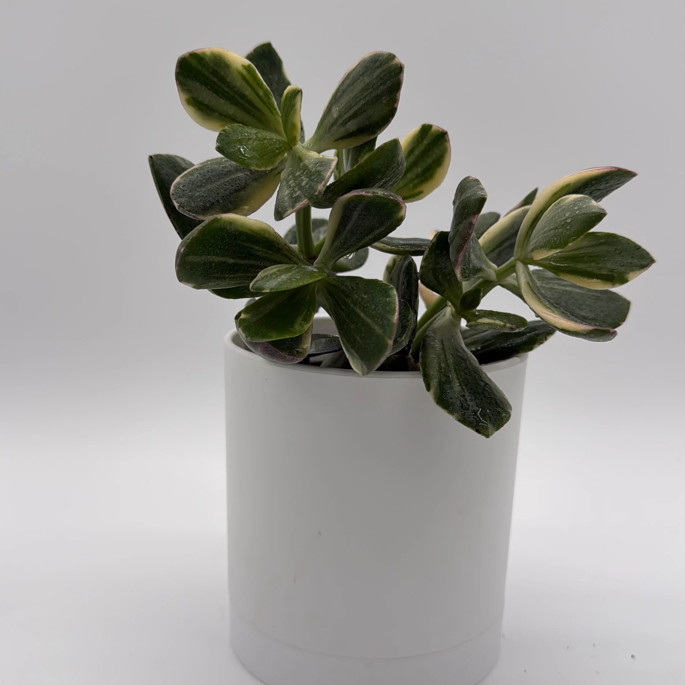 Variegated Jade Plant - Image 2