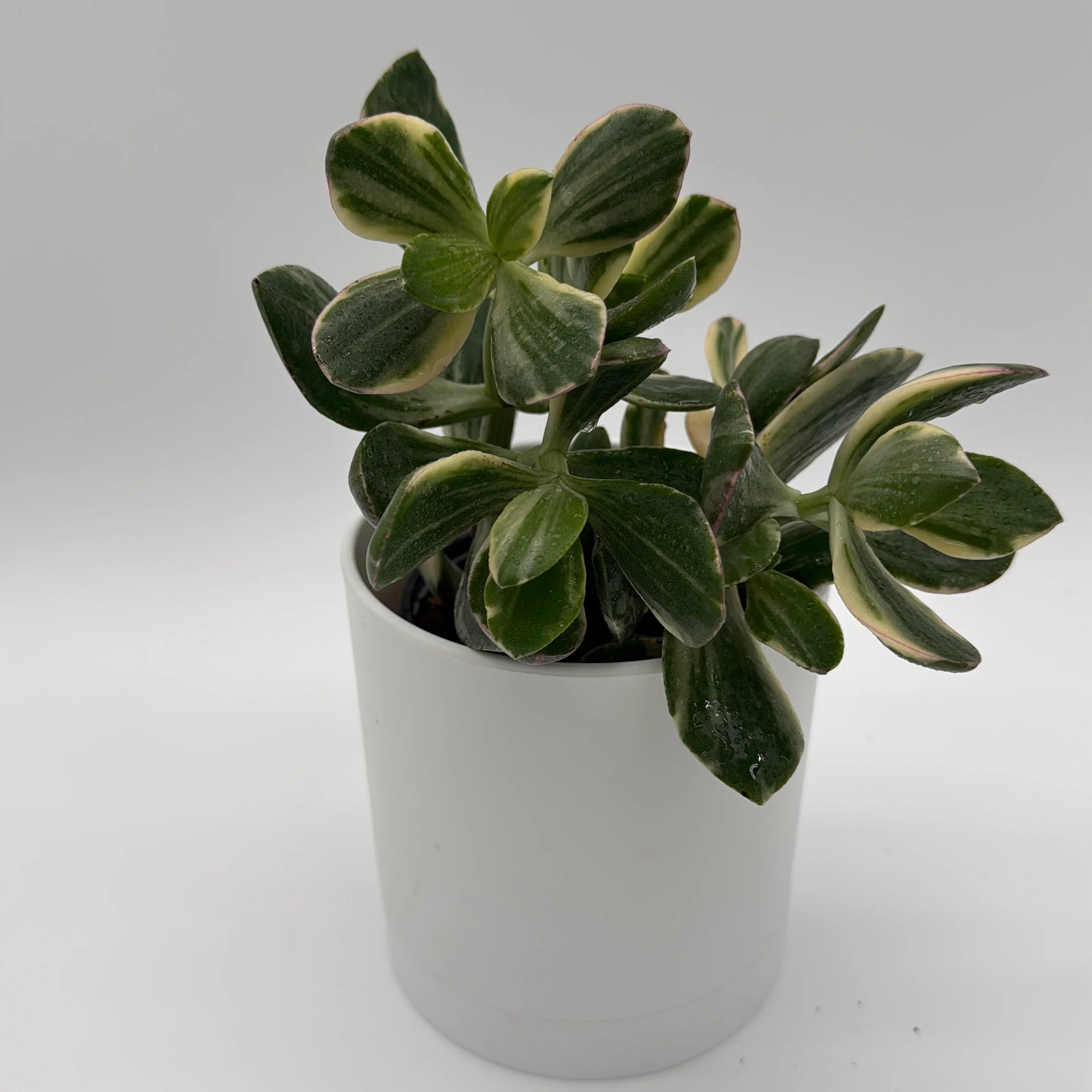 Variegated Jade Plant - Image 3