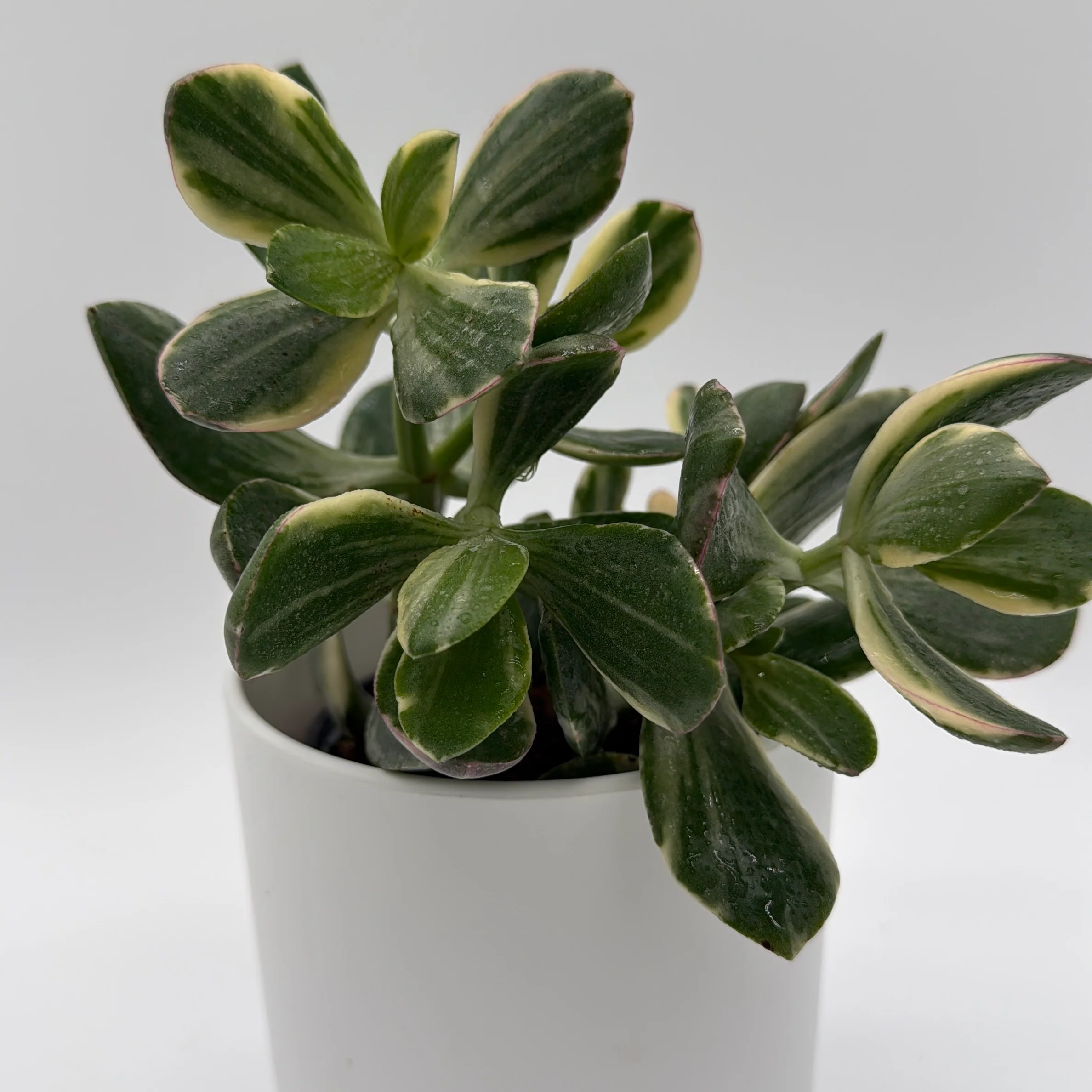 Variegated Jade Plant - Image 4